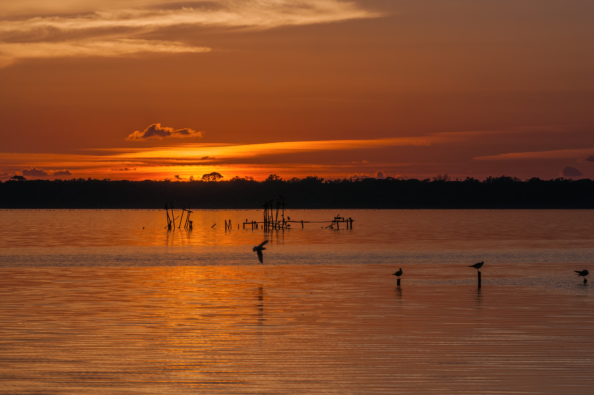 Massaciuccoli il lago.