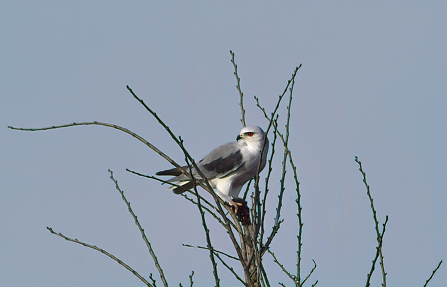 White kite and prey
