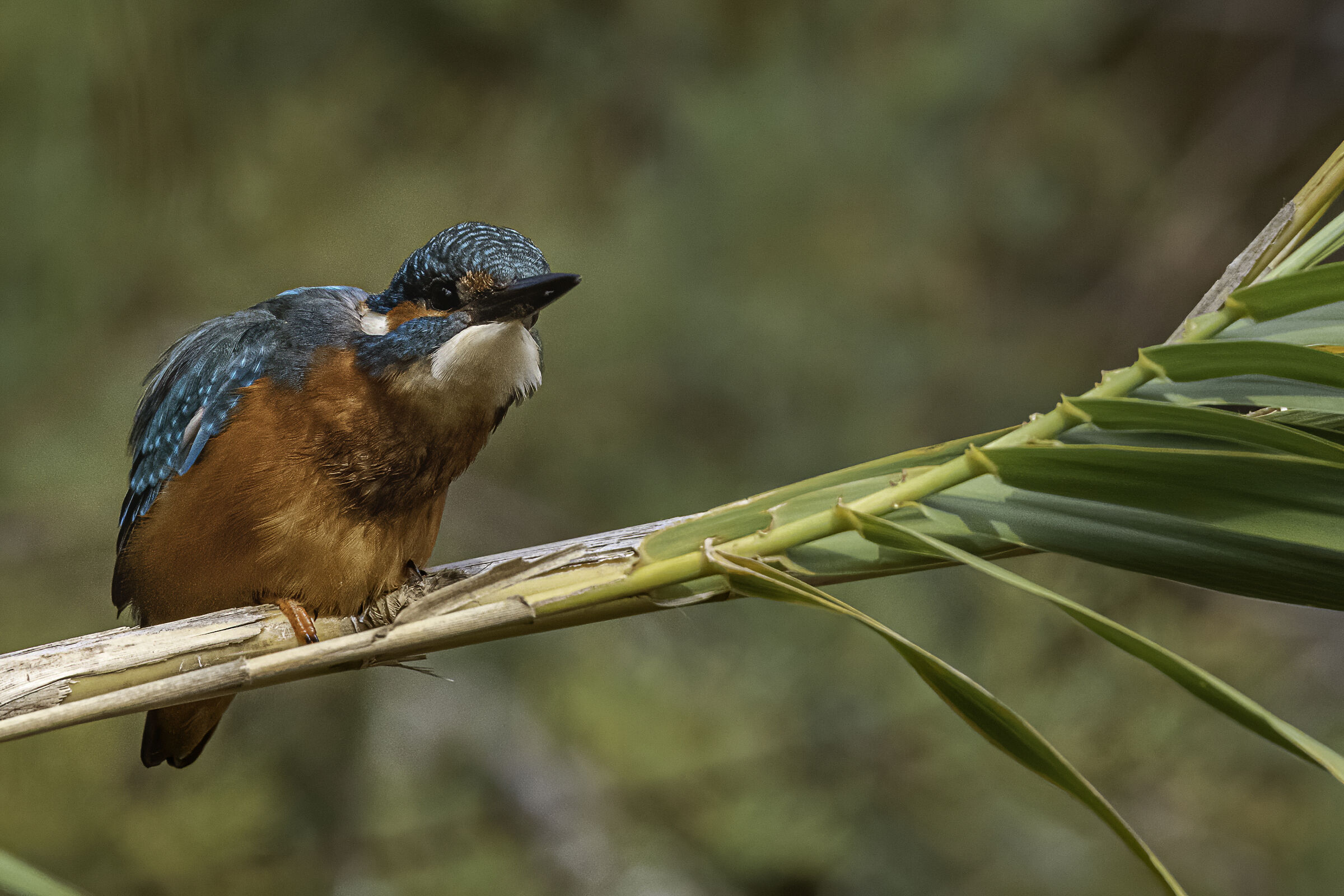 Il martin "osservatore"