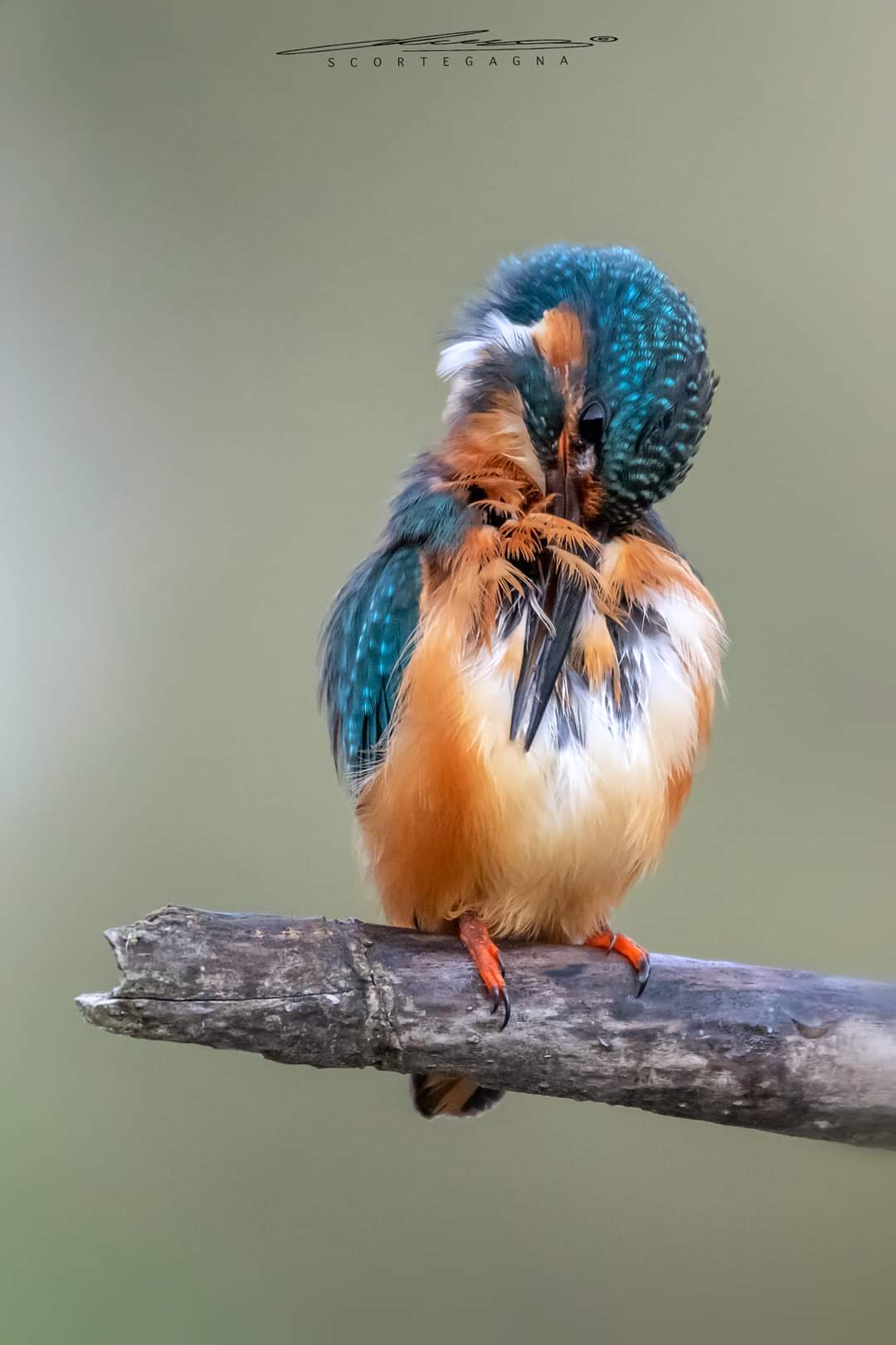 Pettinatina