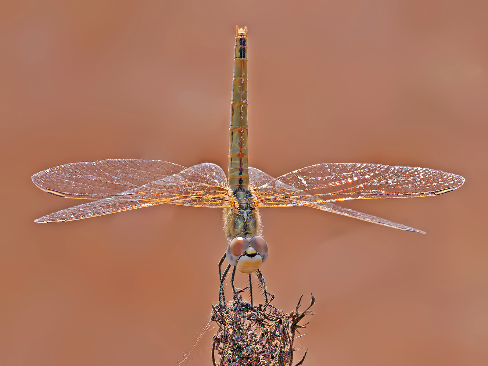 Dragonfly (Sympetrum female fonscolombii)