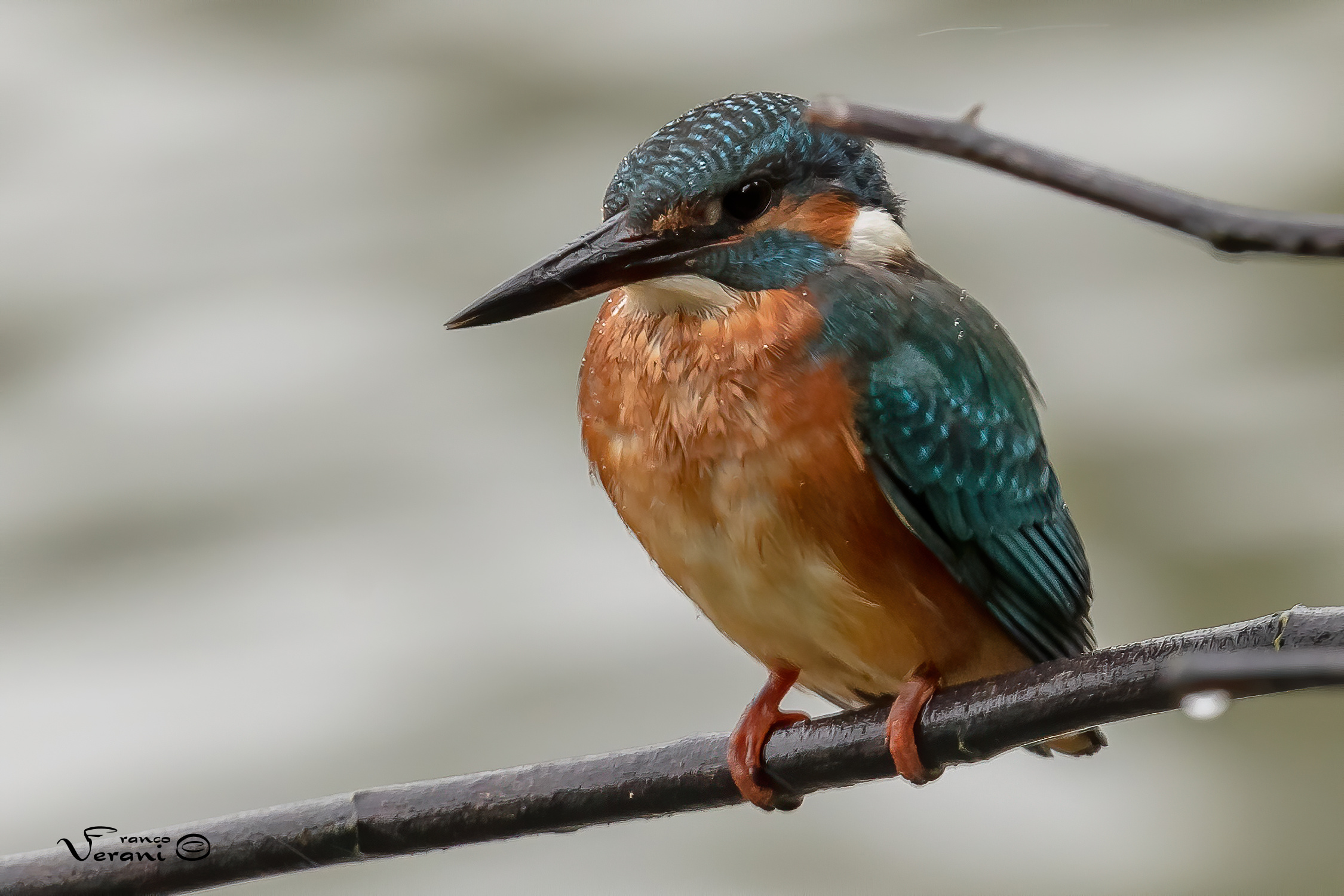 Martin Pescatore In una giornata di pioggia