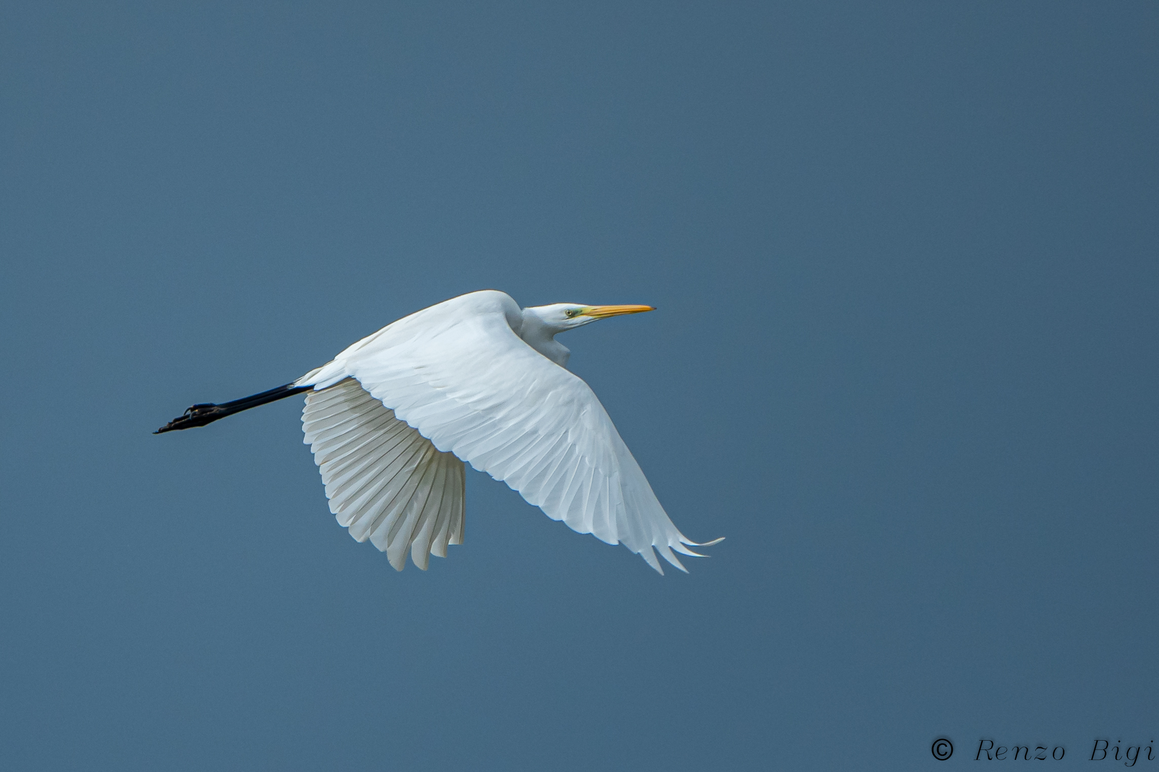 Greater white heron