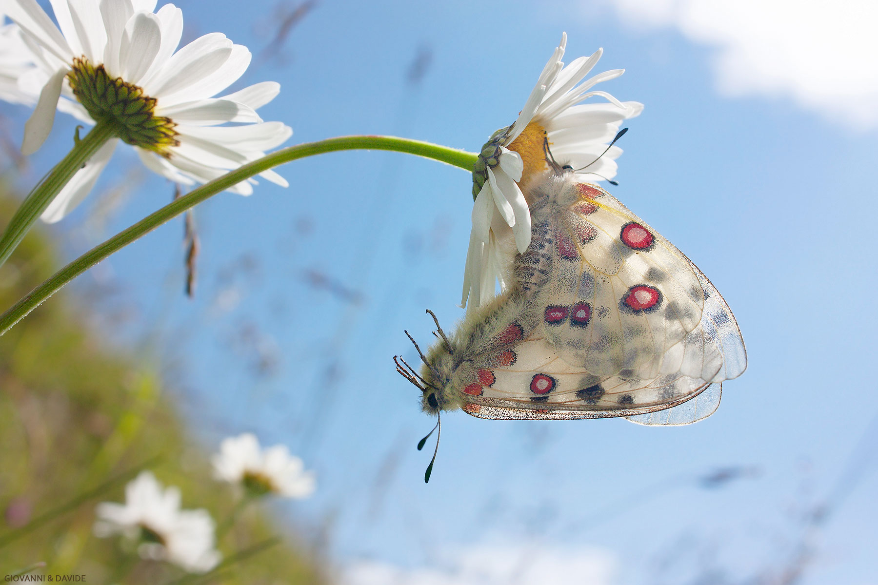 ... incredible receptors...