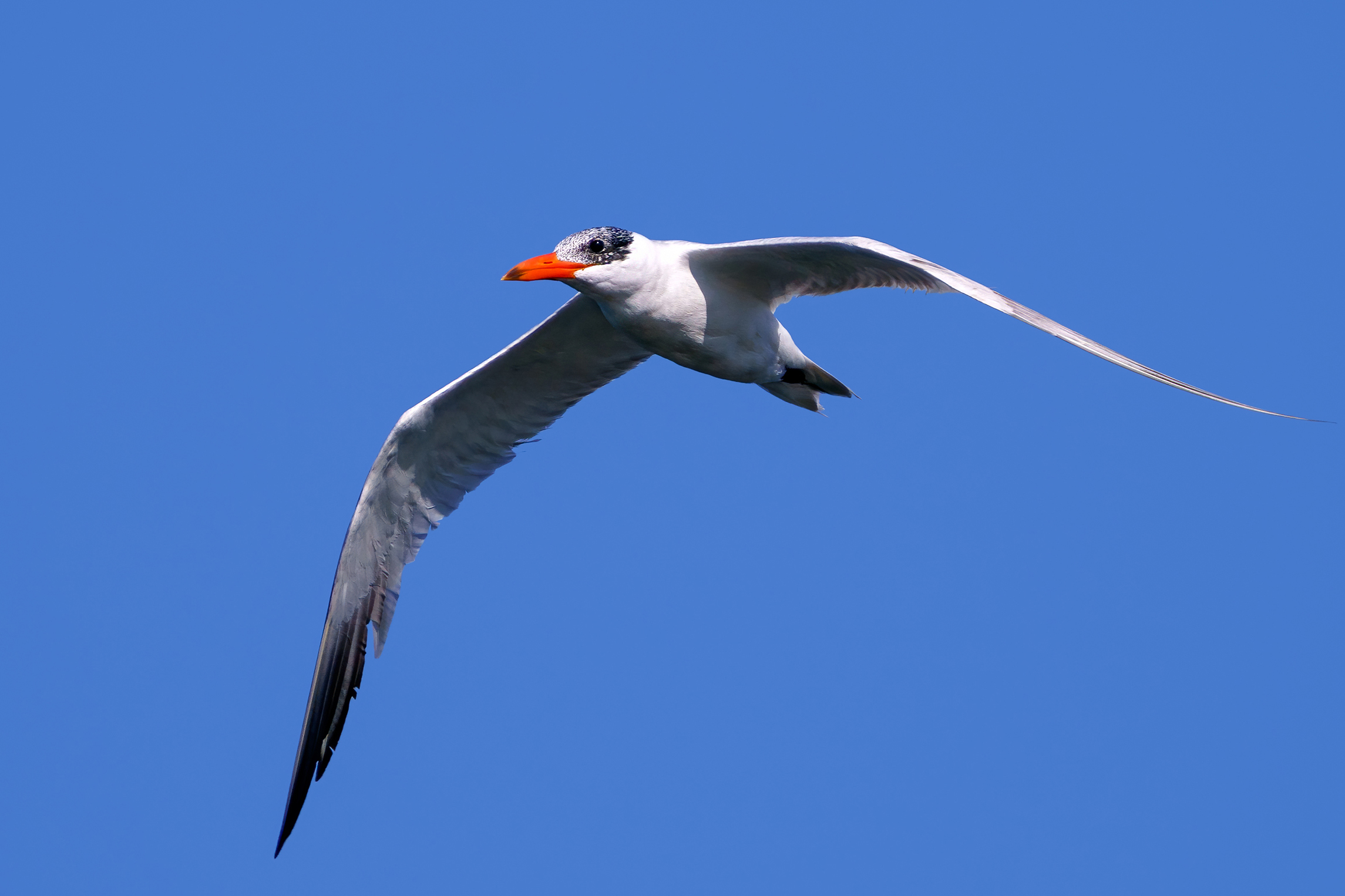 Major tern