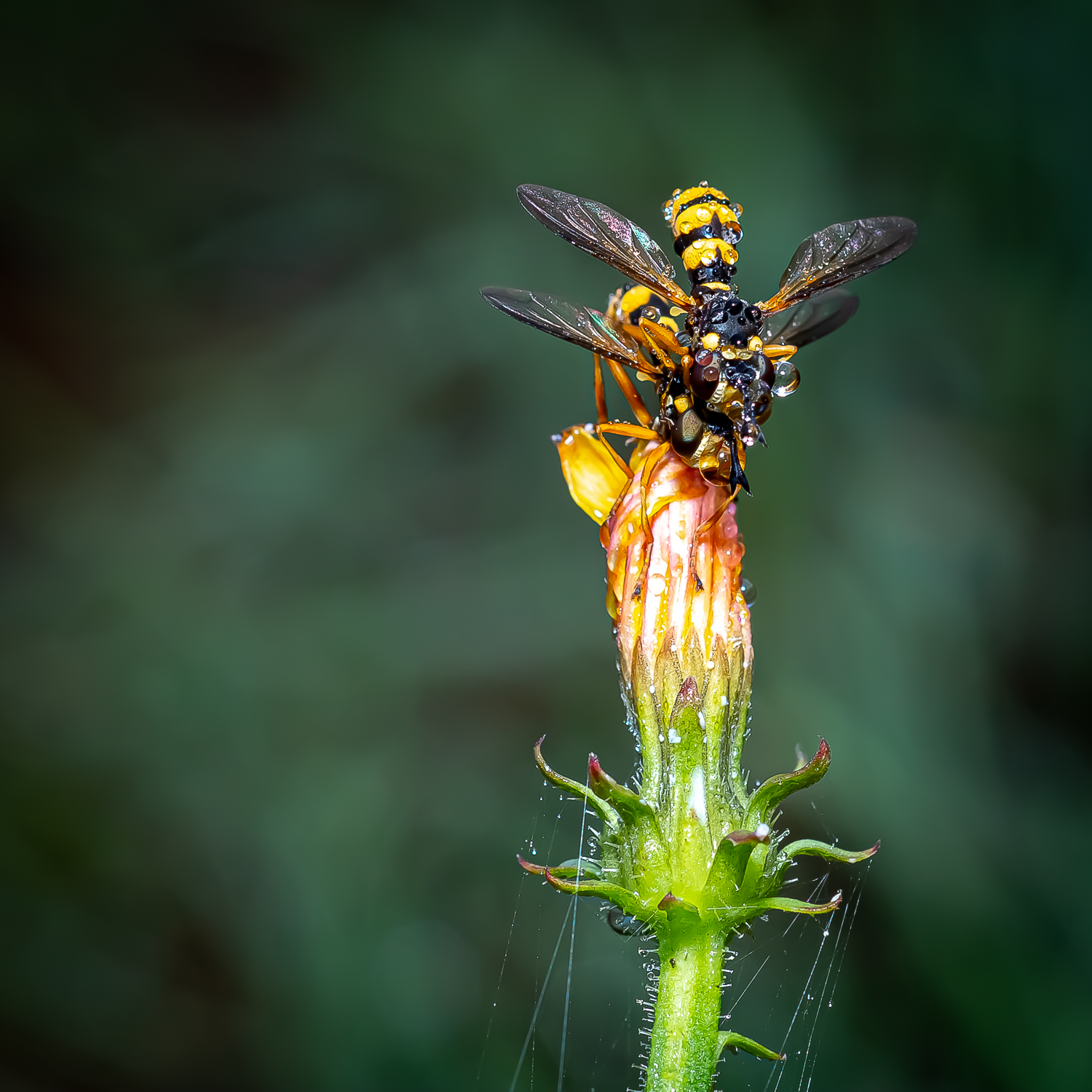 Fantastiche creature