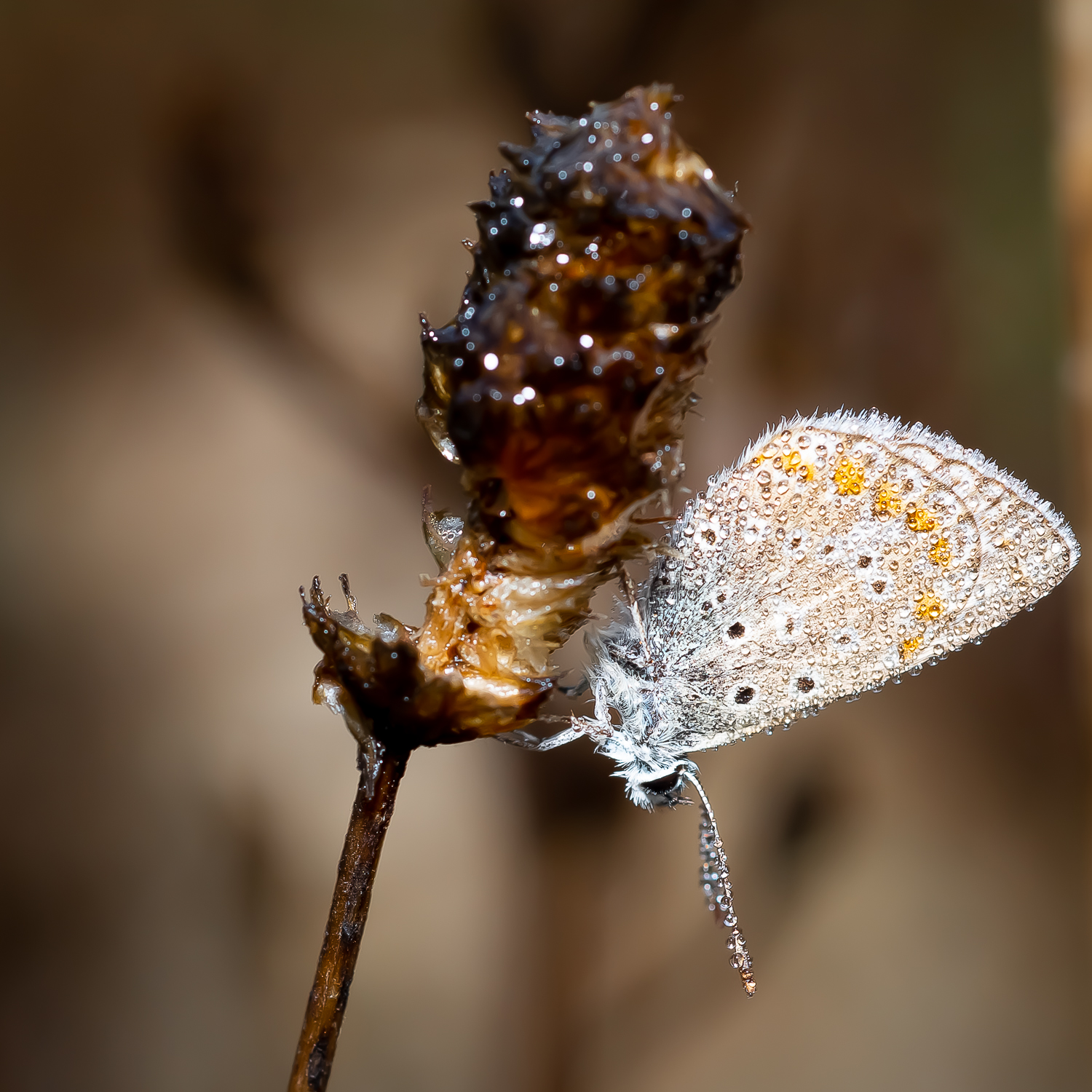 Delicata come la rugiada