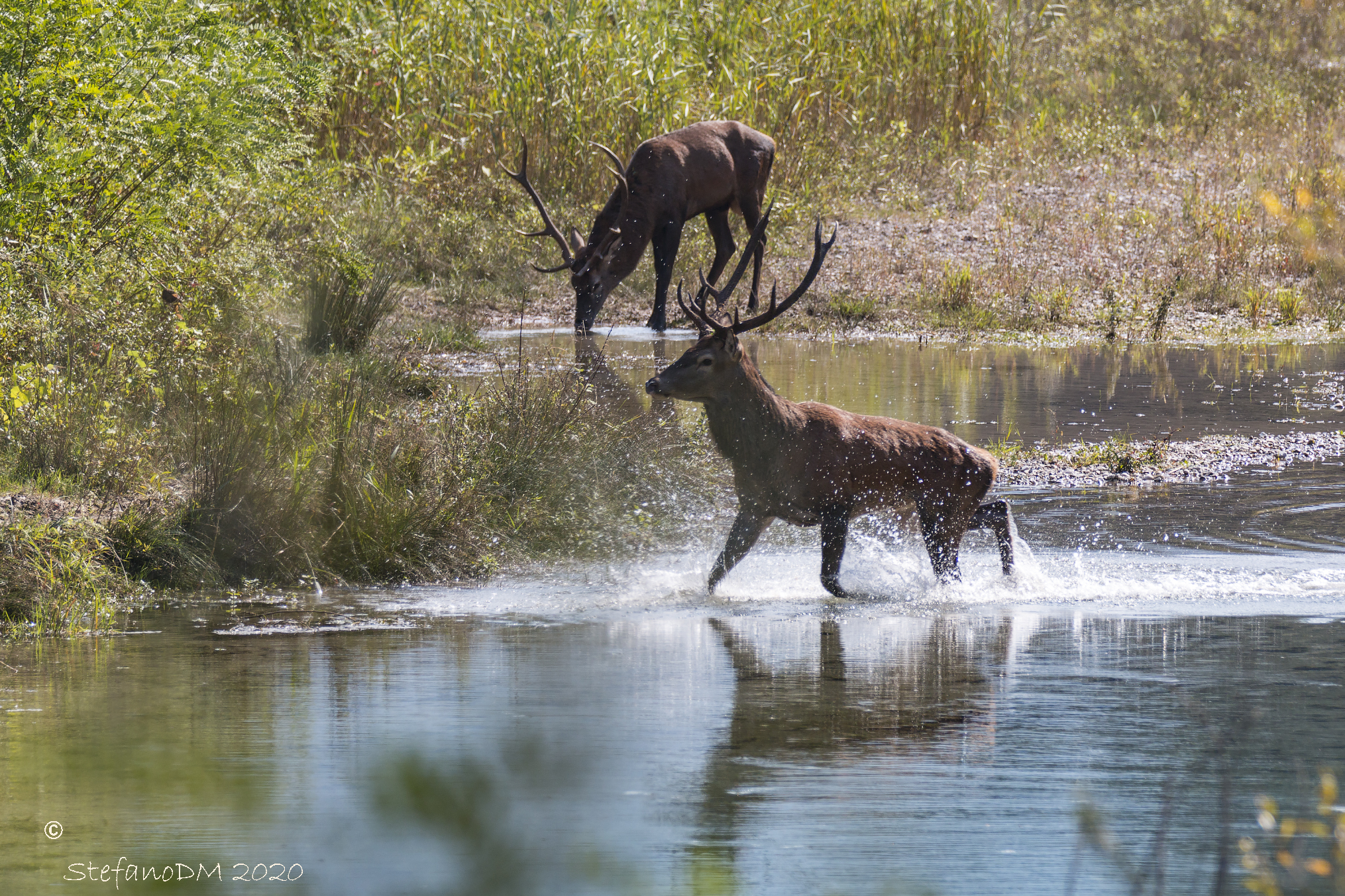 Pair of males