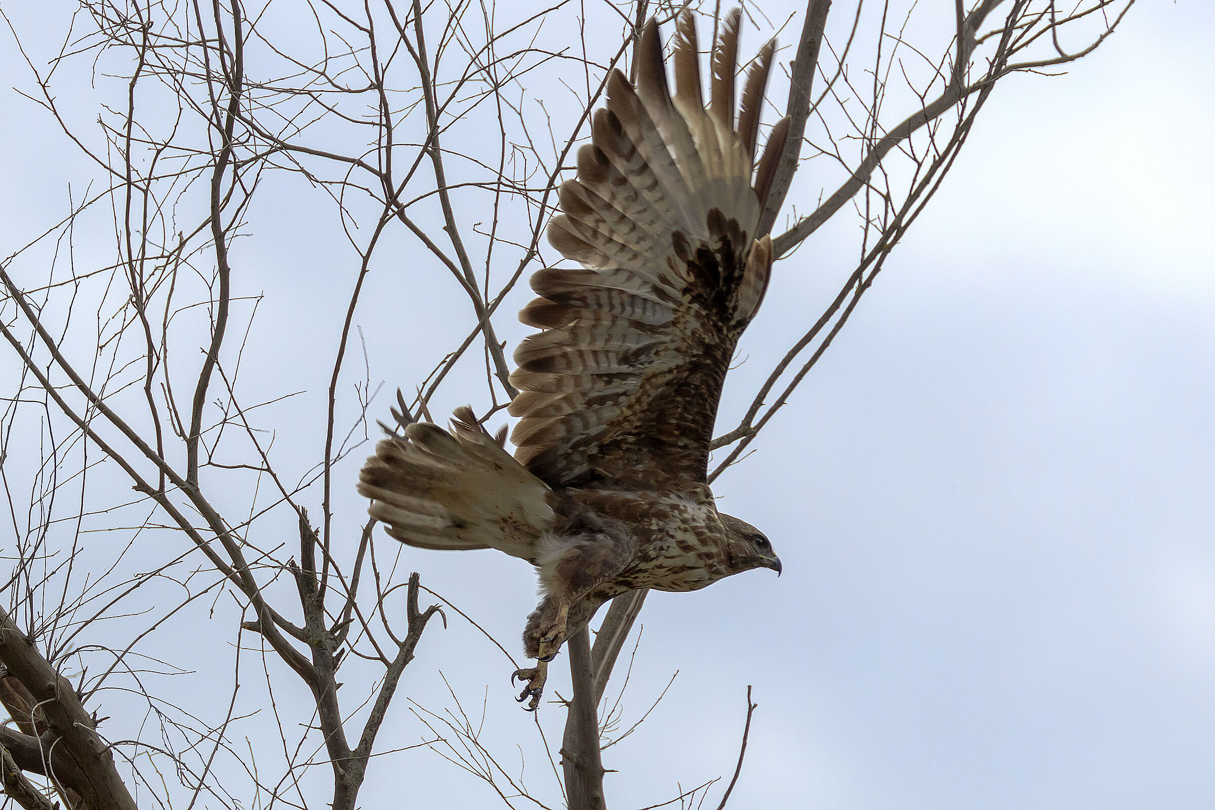 Poiana (buteo buteo)