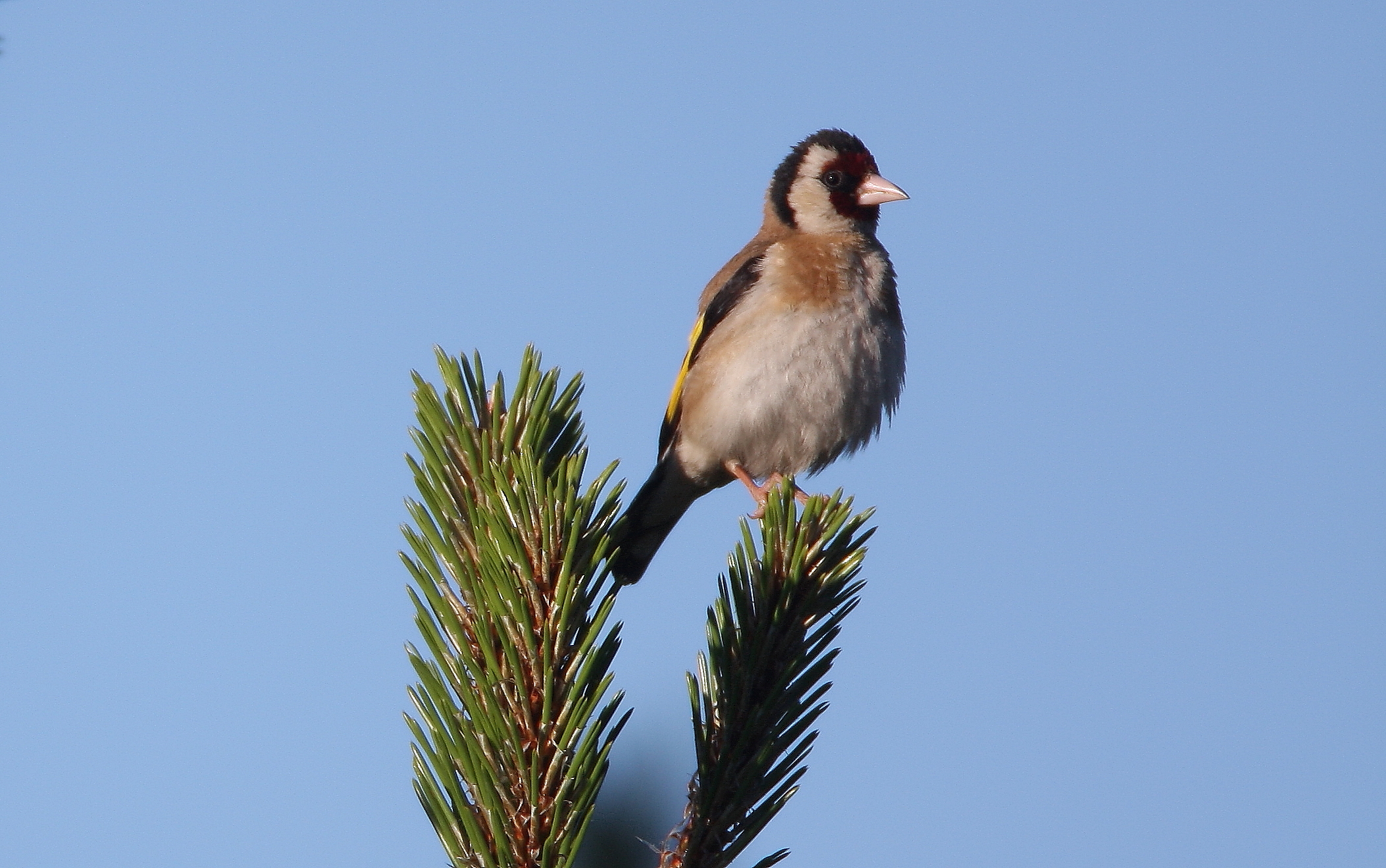 Cardellino