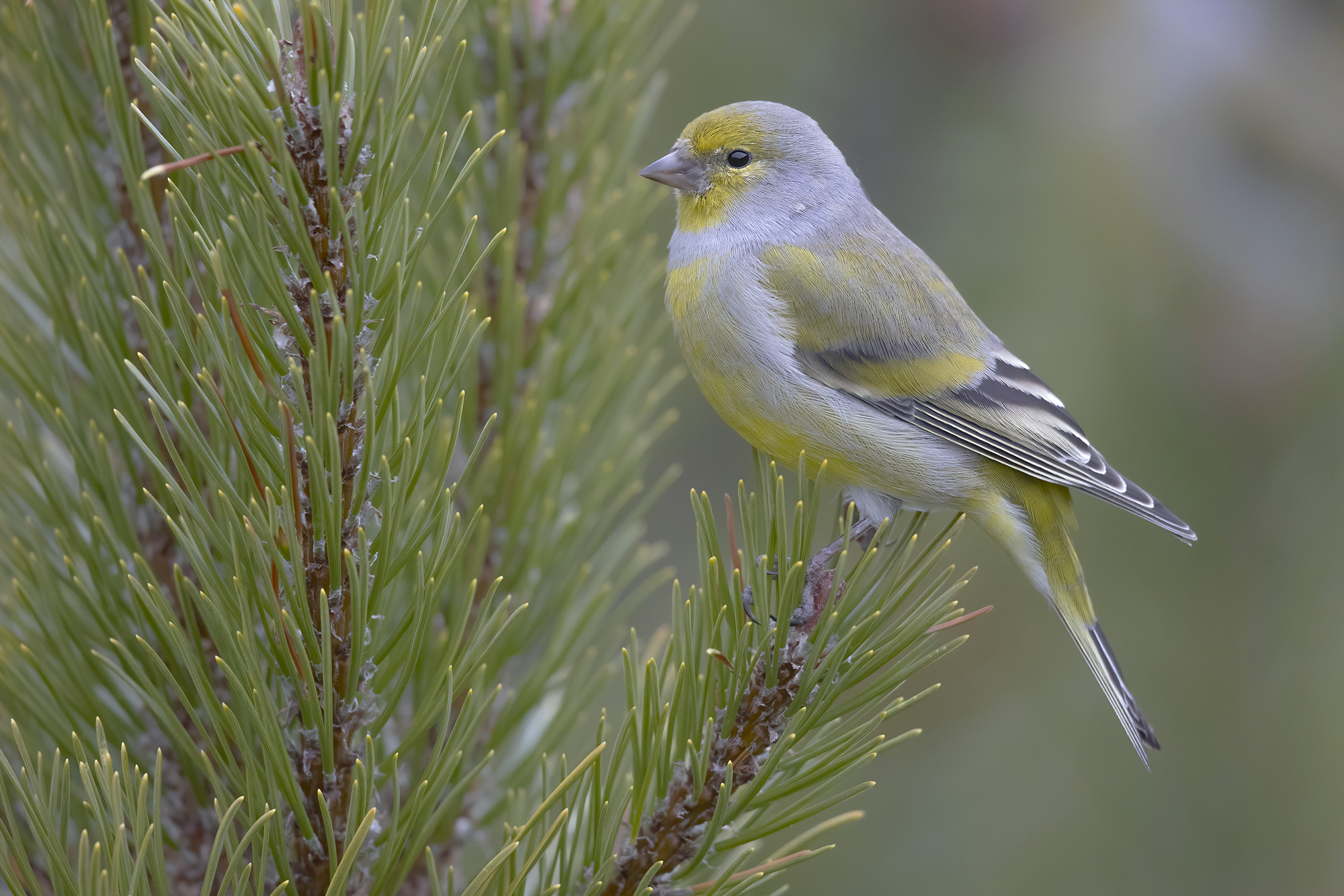 migrazione venturoni alpini