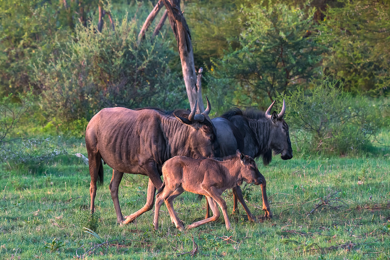 Famiglia di gnu