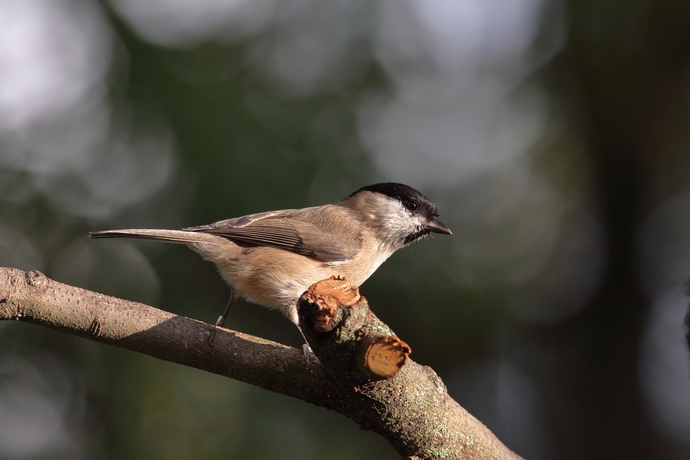 Parus palustris or cincia bigia