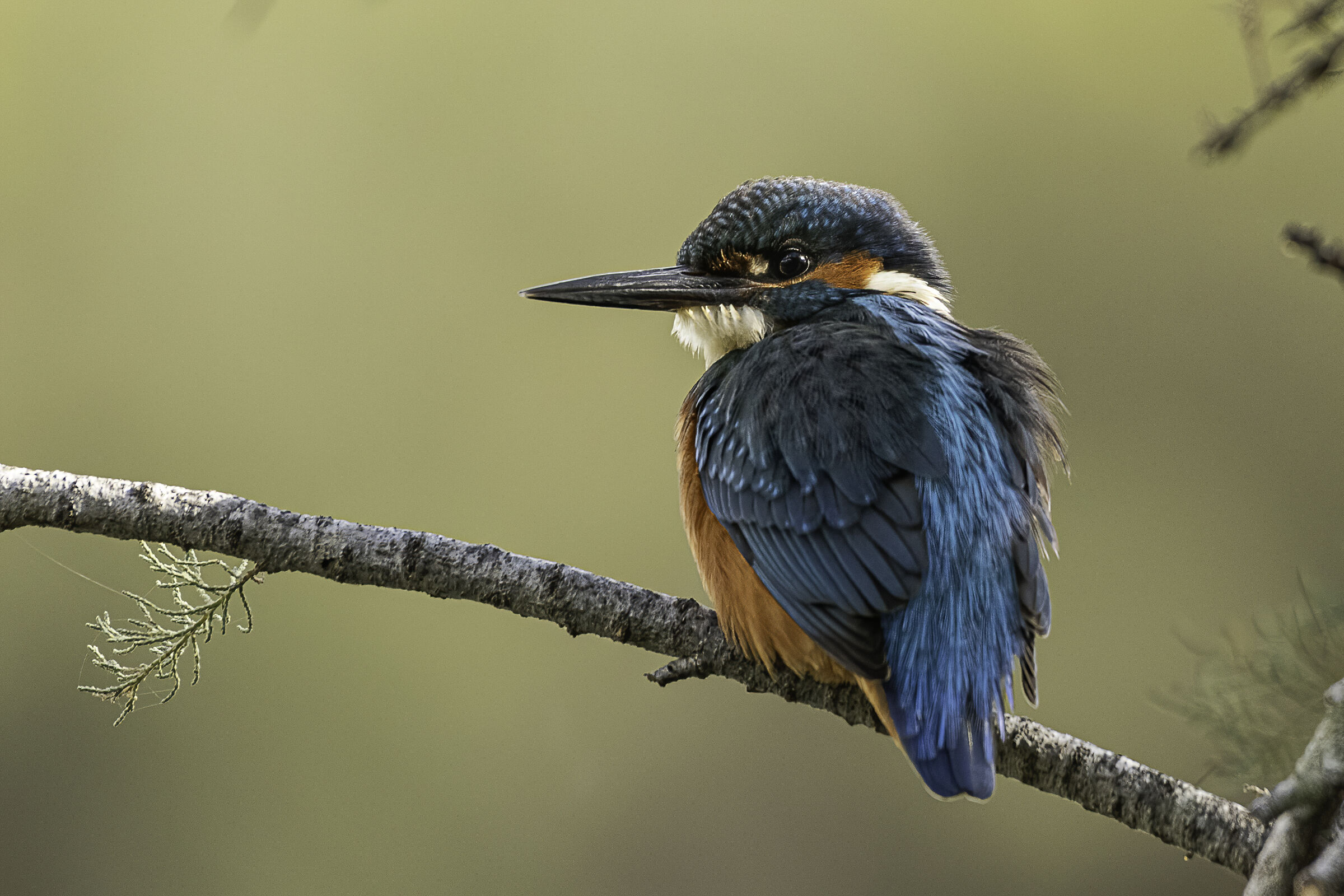 Martin pescatore n.5