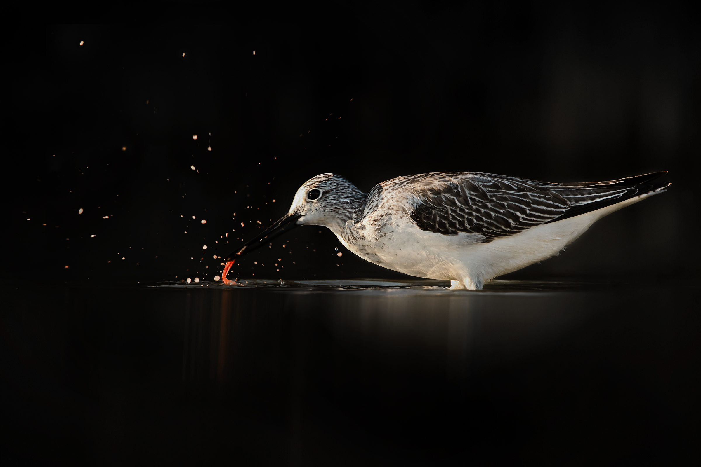 Pantana in backlight