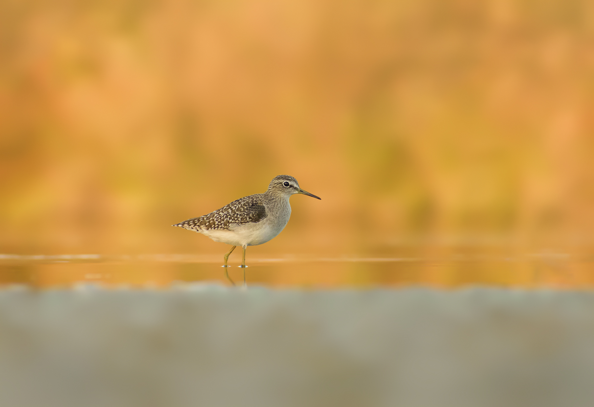 Piro piro boschereccio