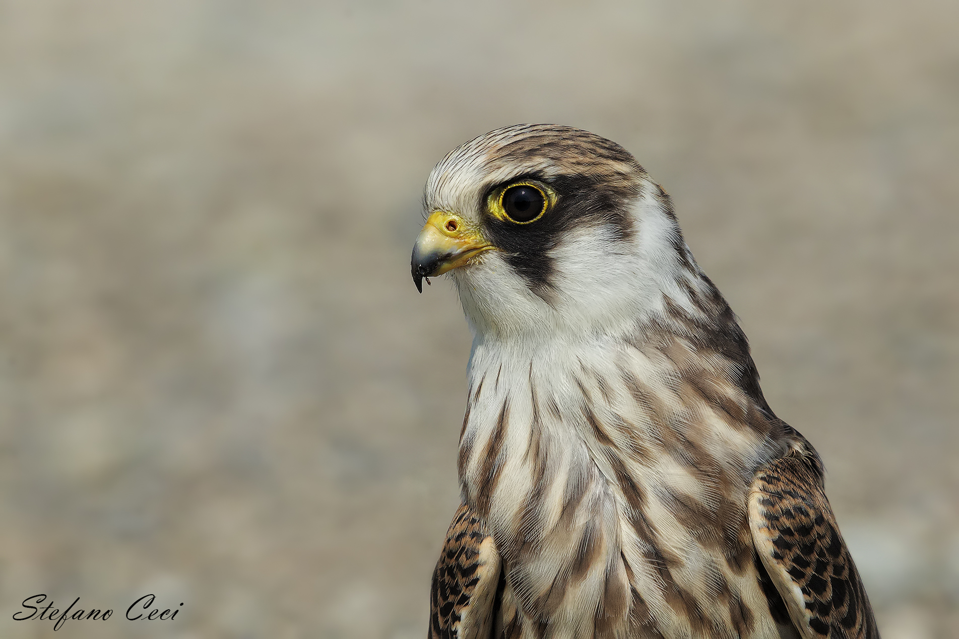 Falco Cuculo esemplare giovane