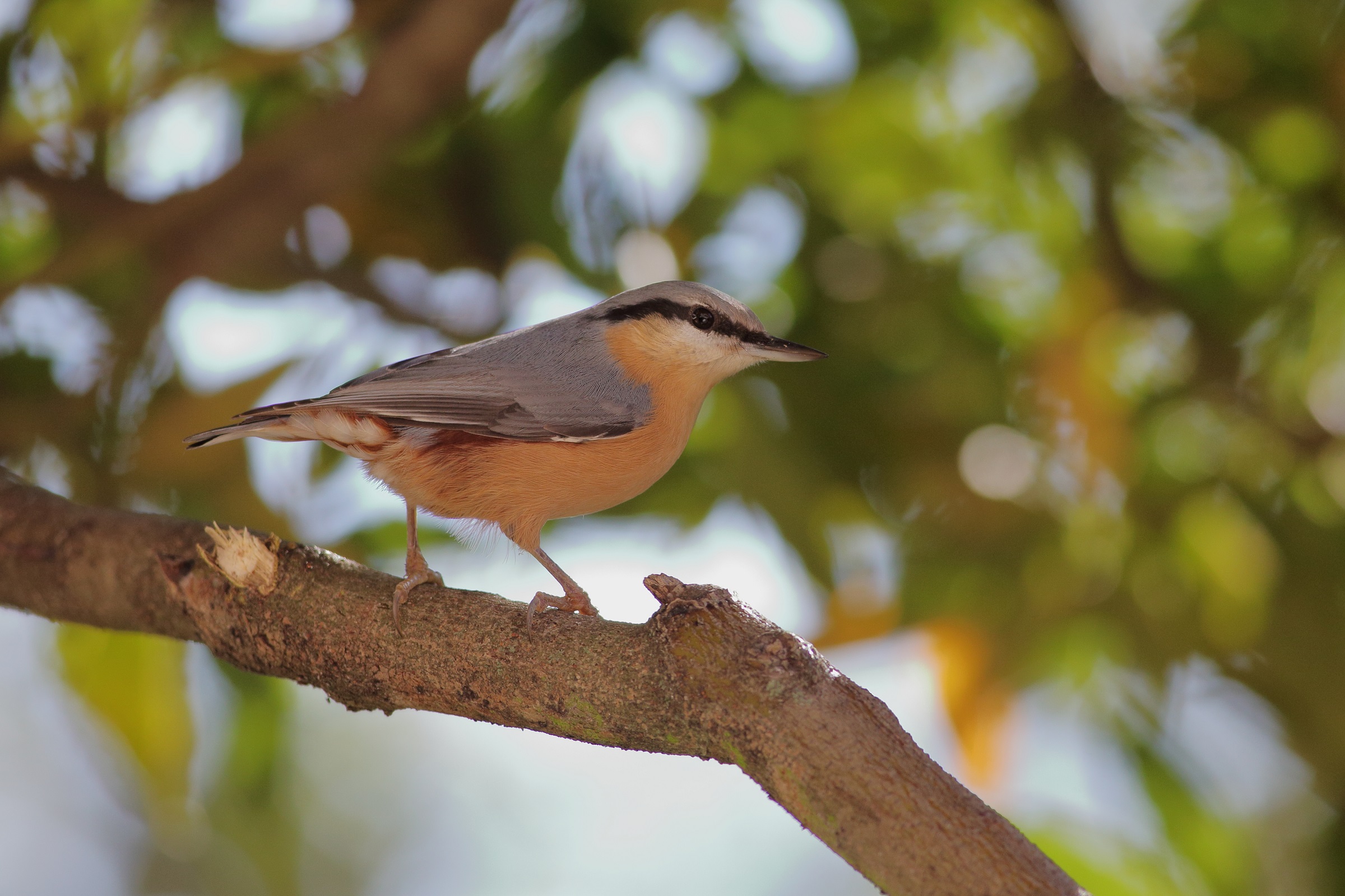 Sitta europaea o picchio muratore