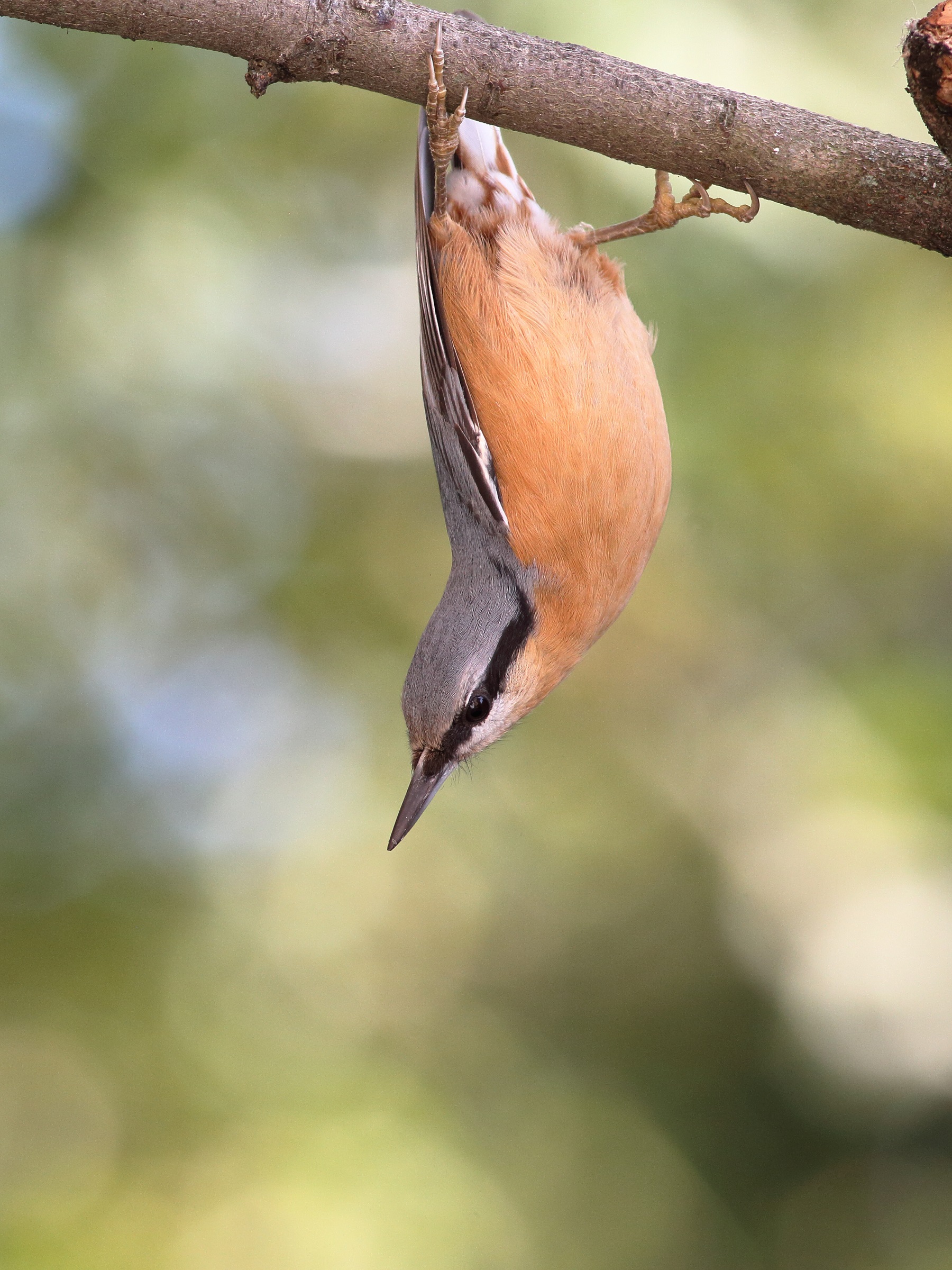 Sitta europaea o picchio muratore