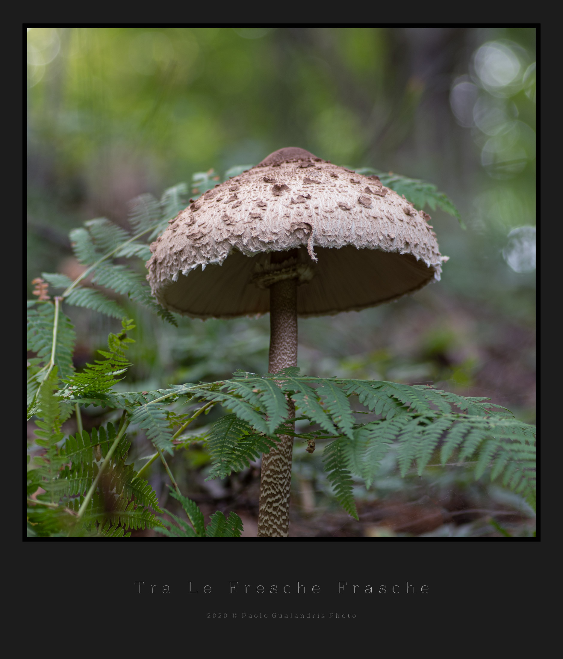 Tra Le Fresche Frasche