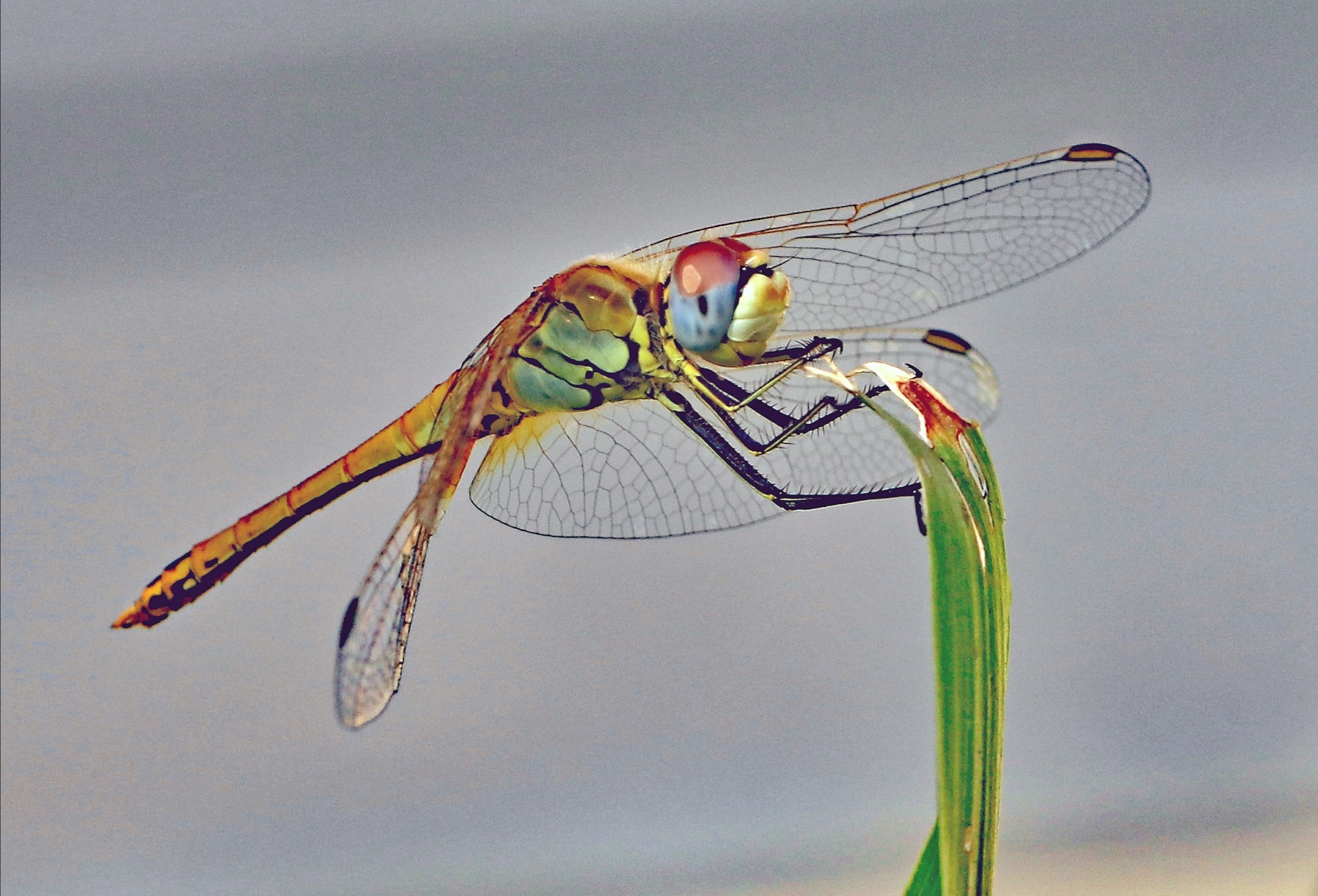 Libellula 2020 (colta al volo sullo stelo)