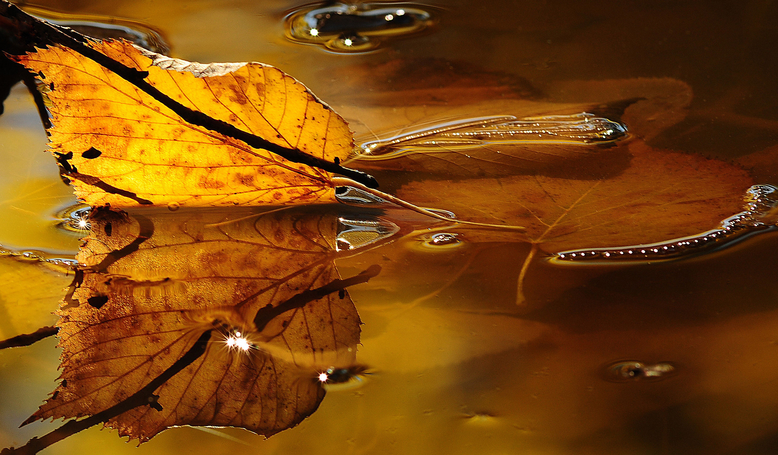 "Riflesso dorato......."