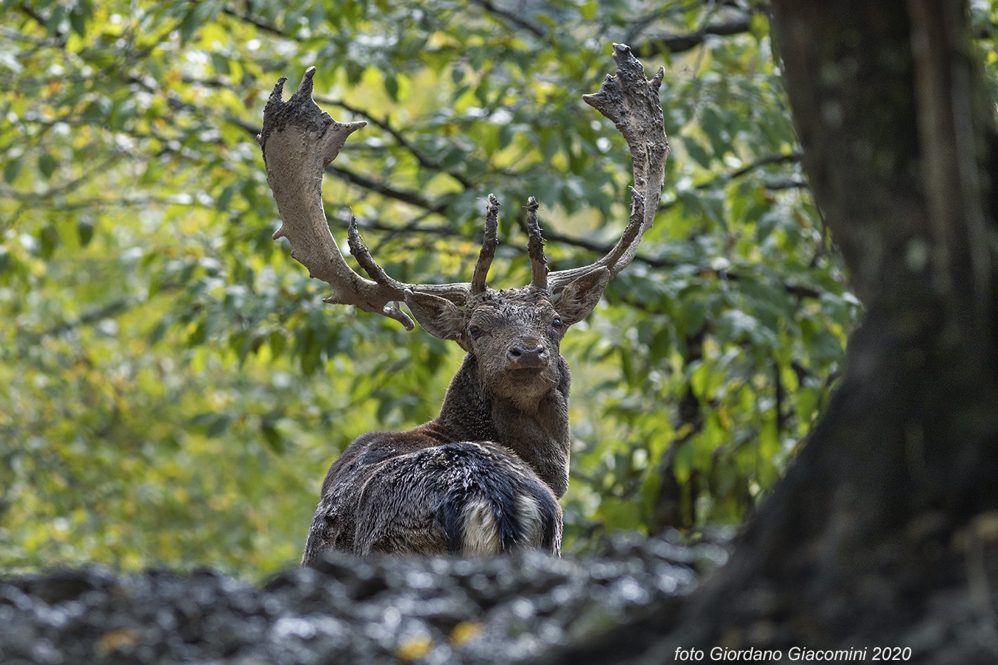 Daino in mezzo al fango..