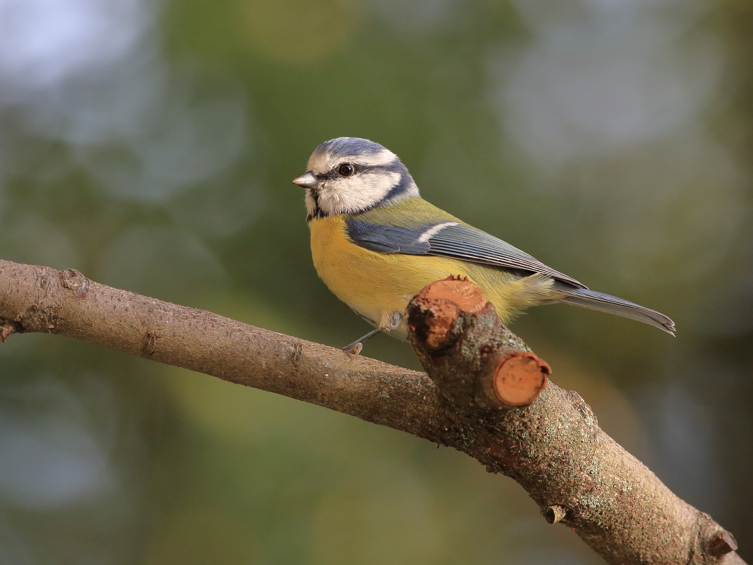 Parus caeruleus o cinciarella