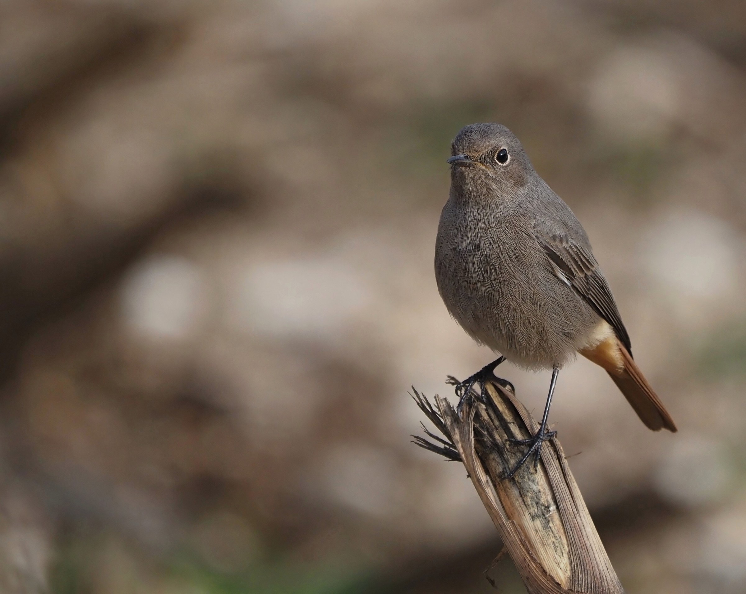Codirosso spazzacamino