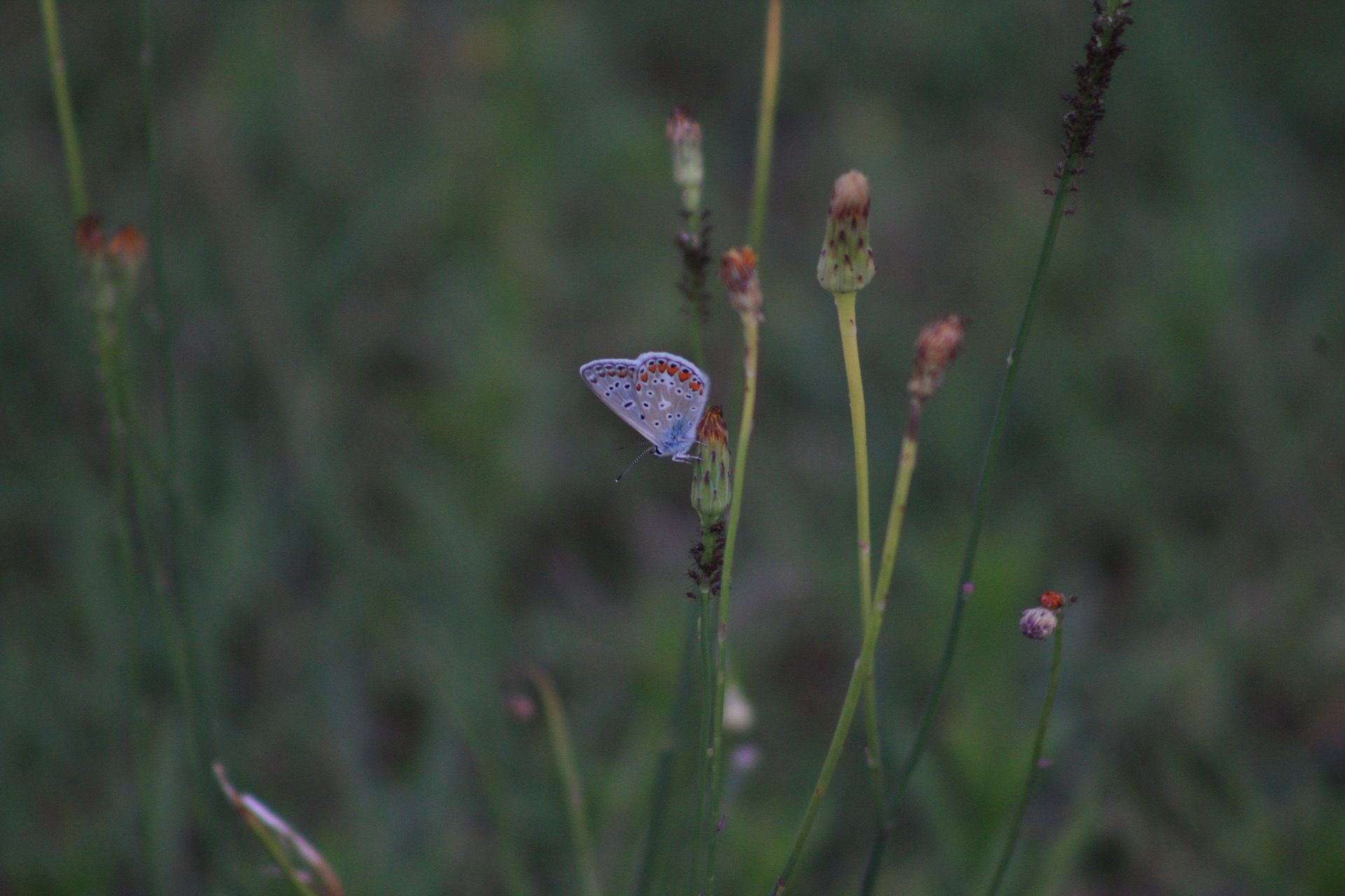 Icarus polyommatus