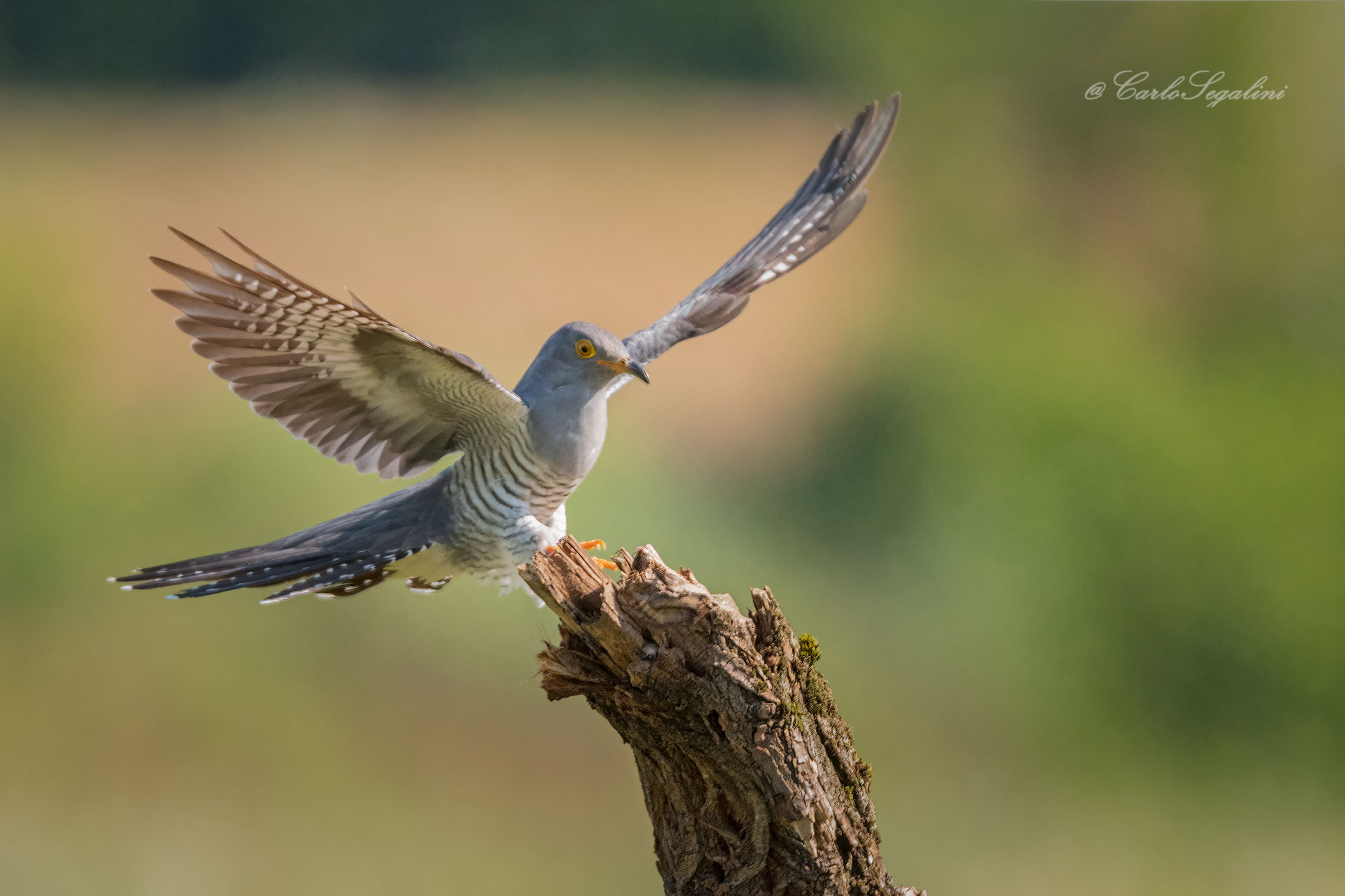 Atterraggio perfetto