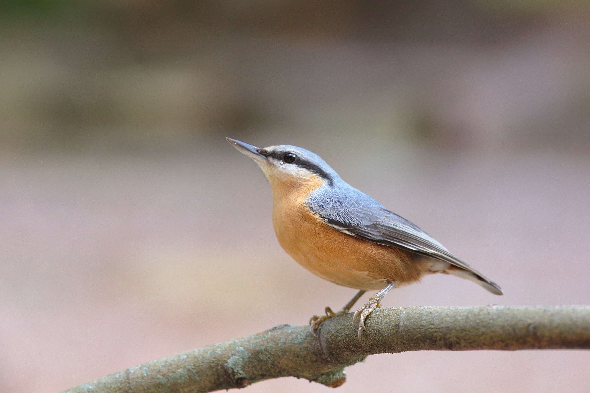 Sitta europaea o picchio muratore