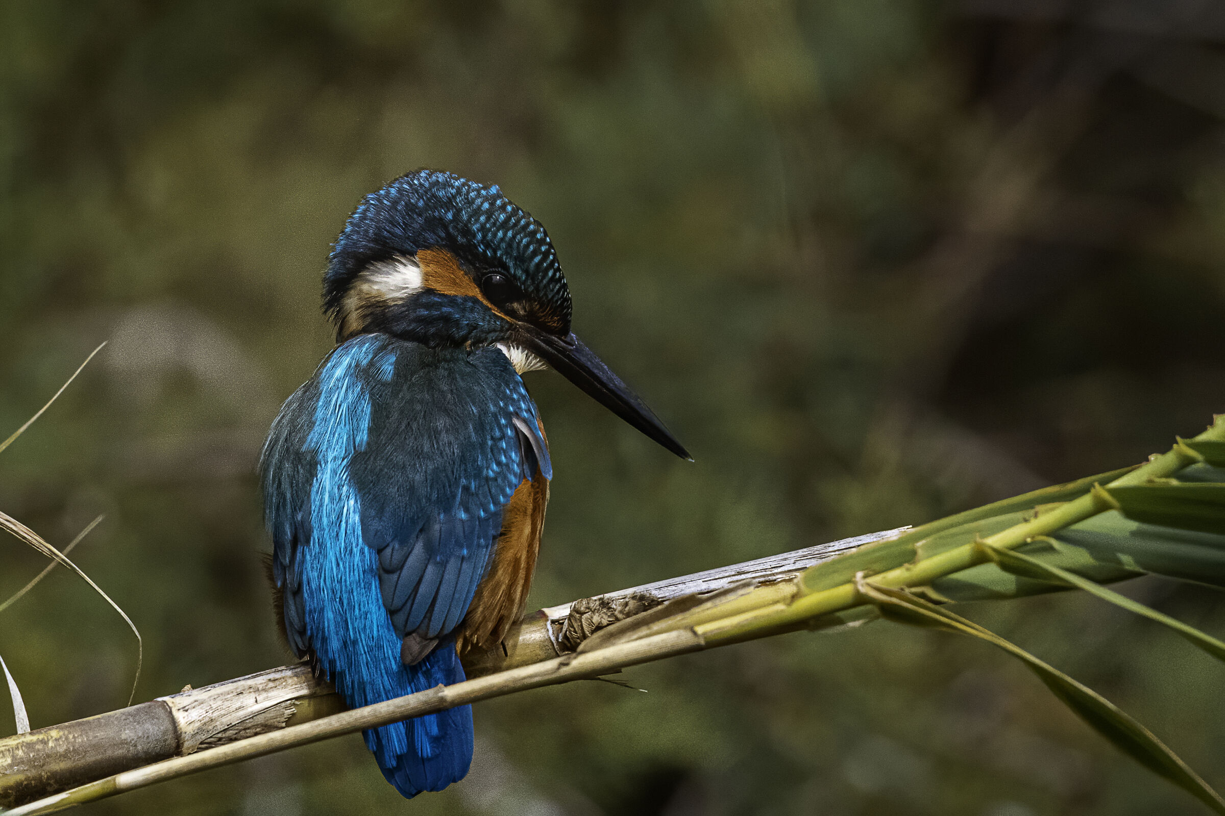 Martin pescatore n.6