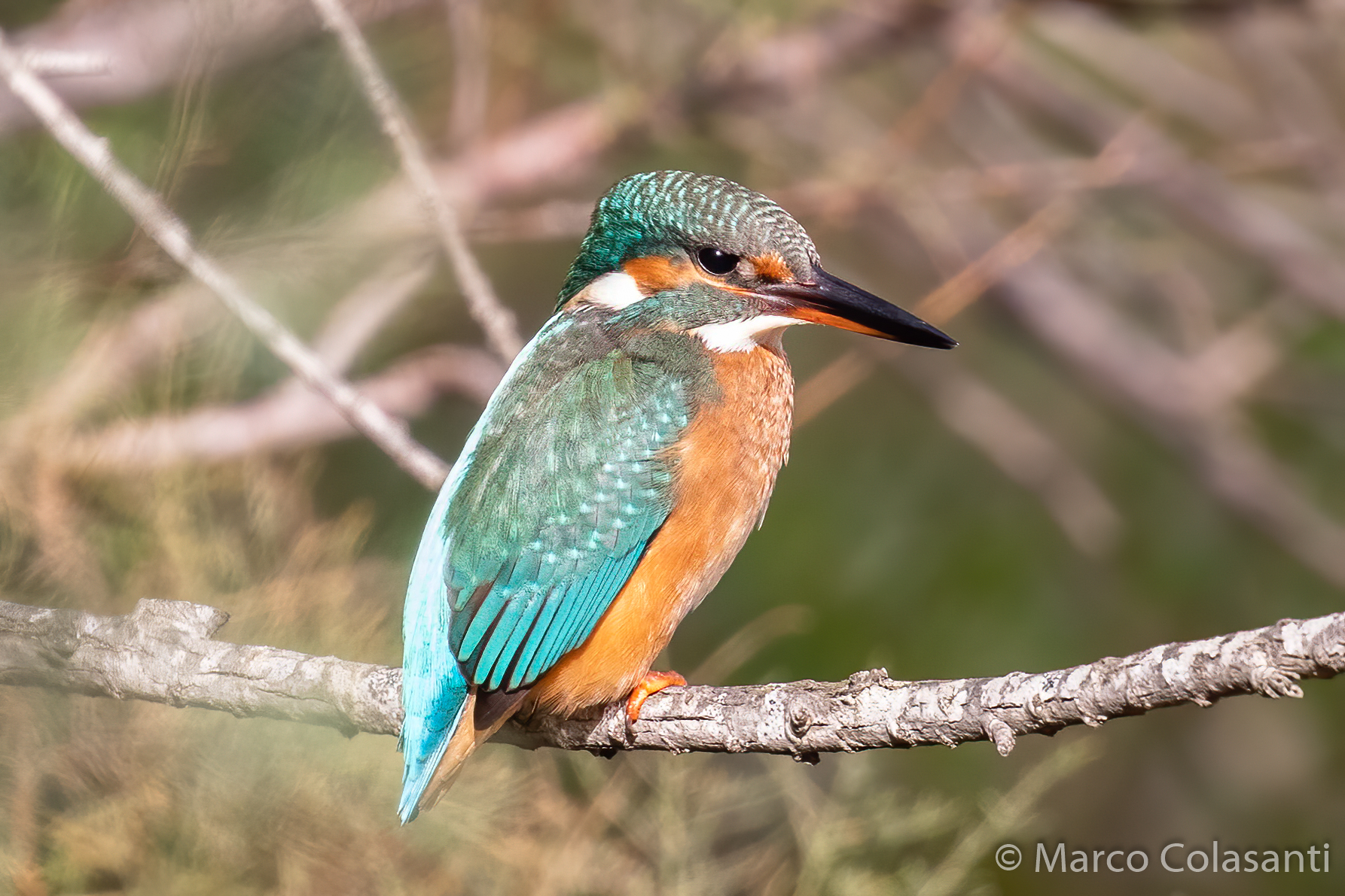 Kingfisher