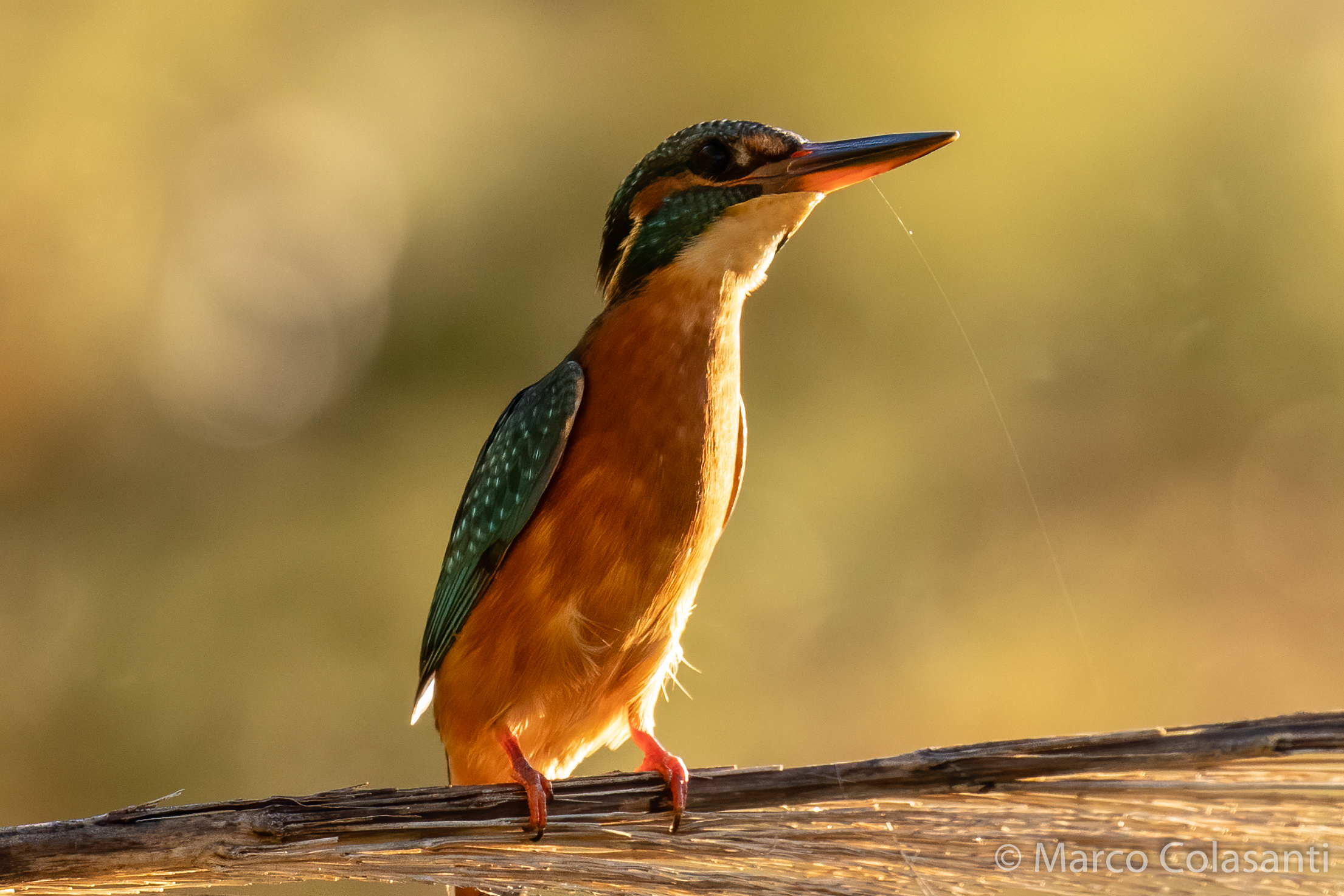 Kingfisher at dawn