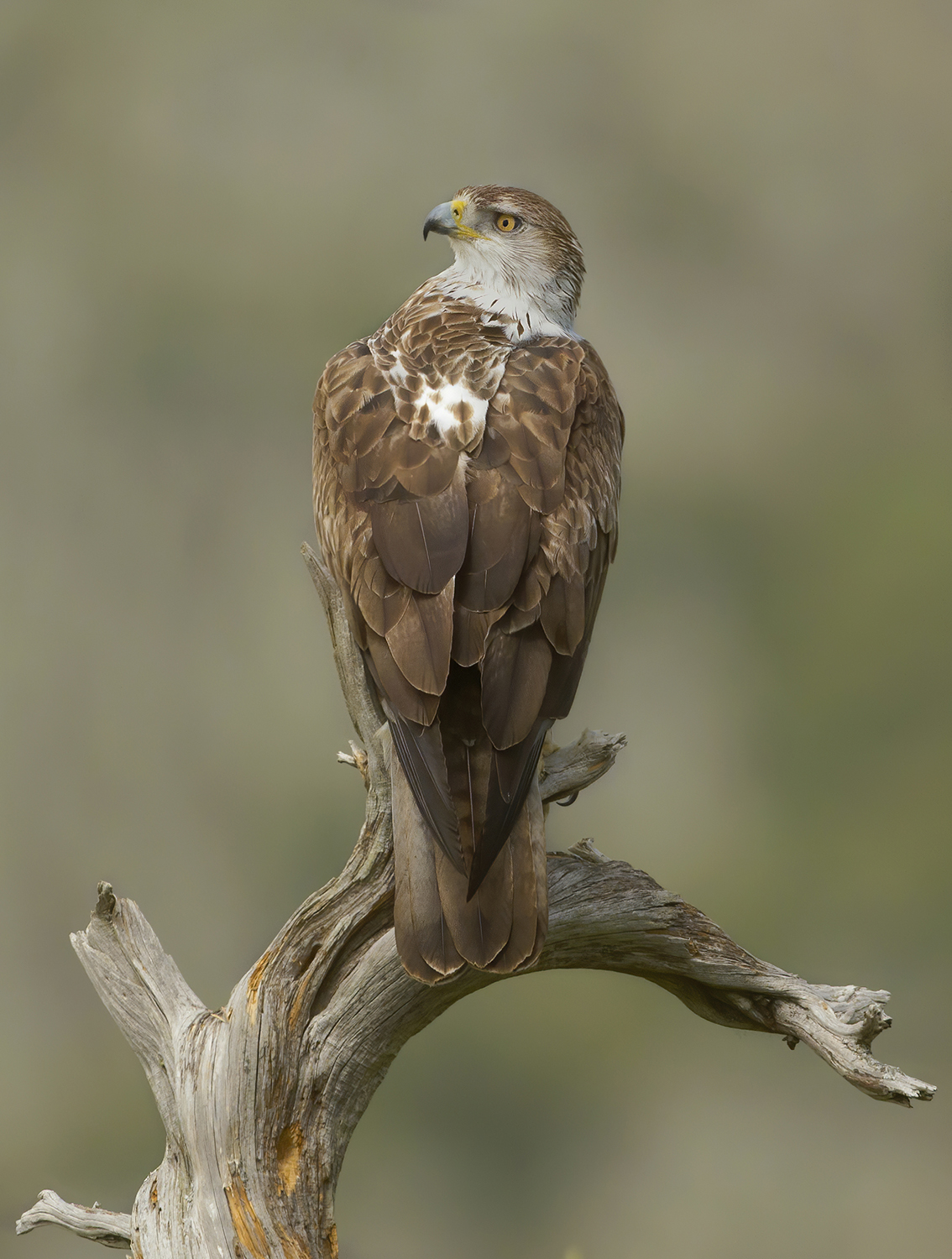 statuaria, aquila del Bonelli