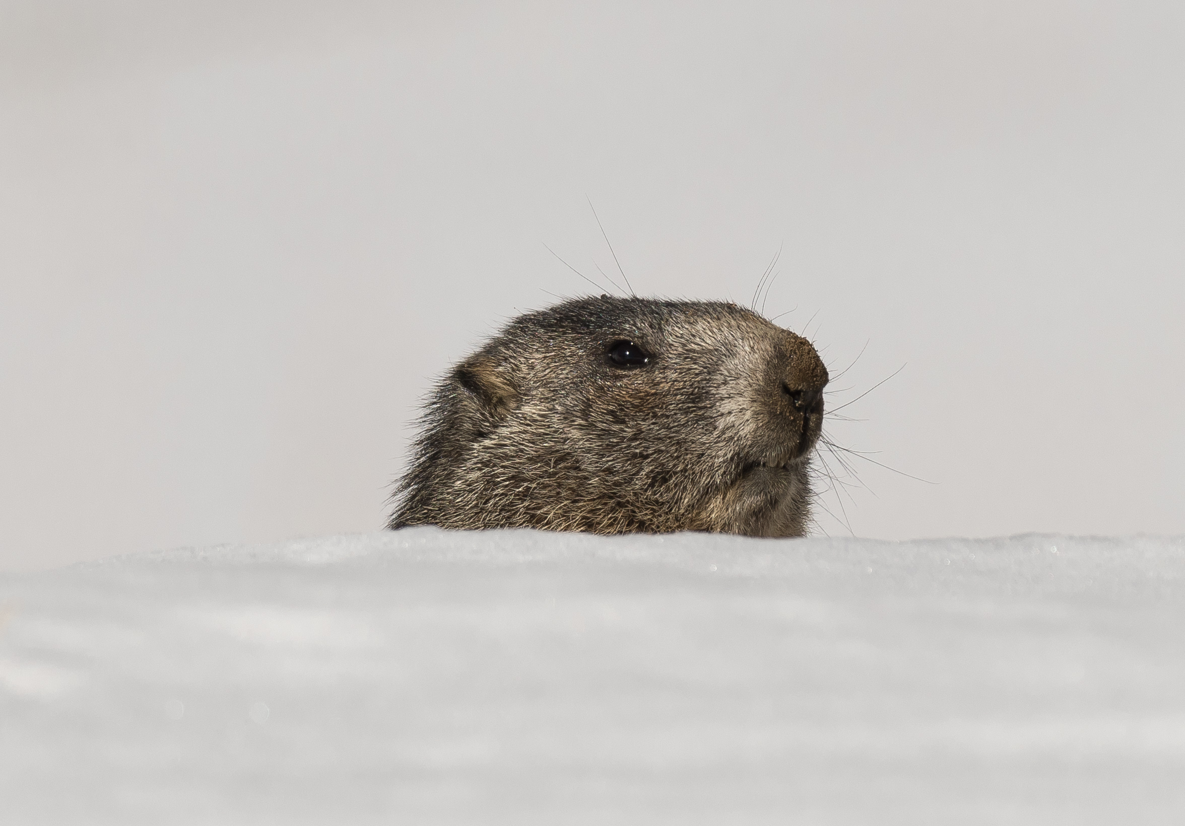 last sun for marmots