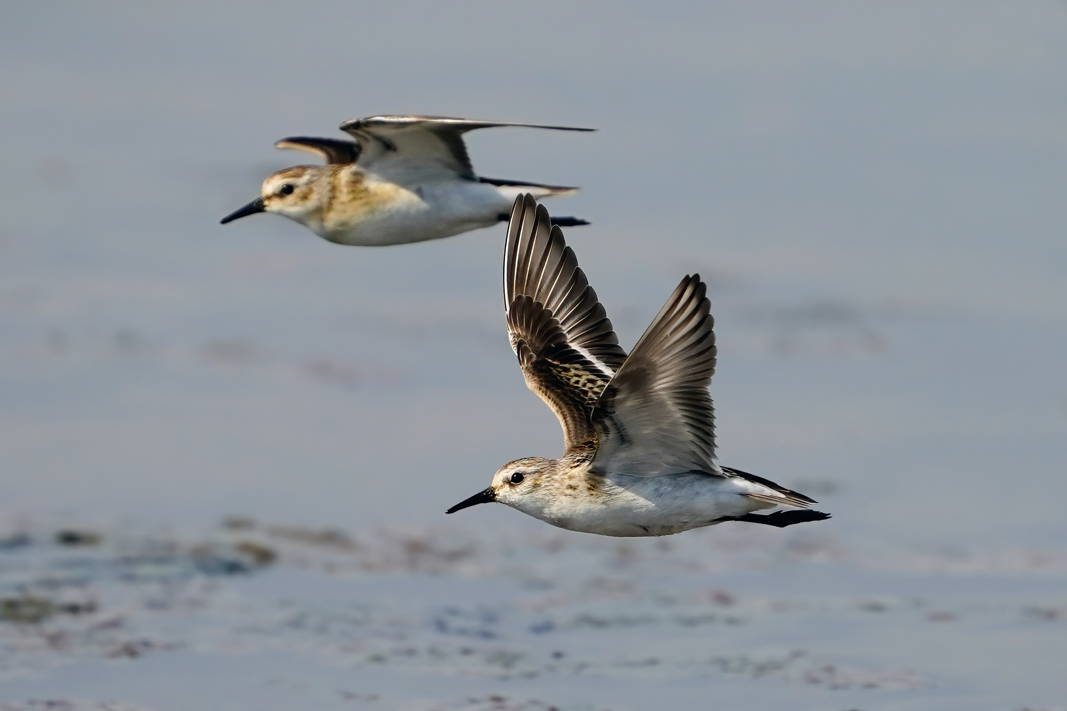 Gambecchio - Wikipedia