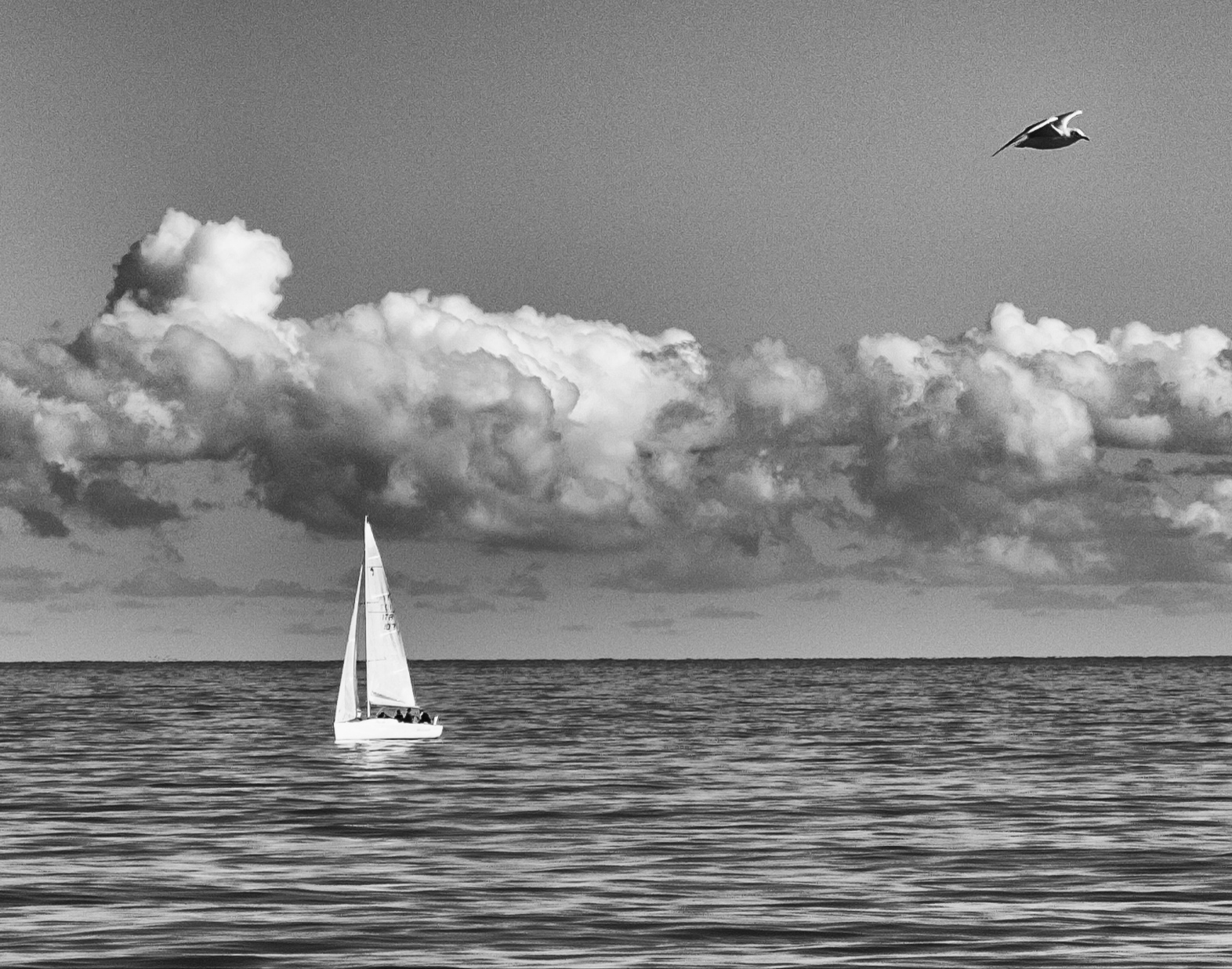 Gabbiano e vela