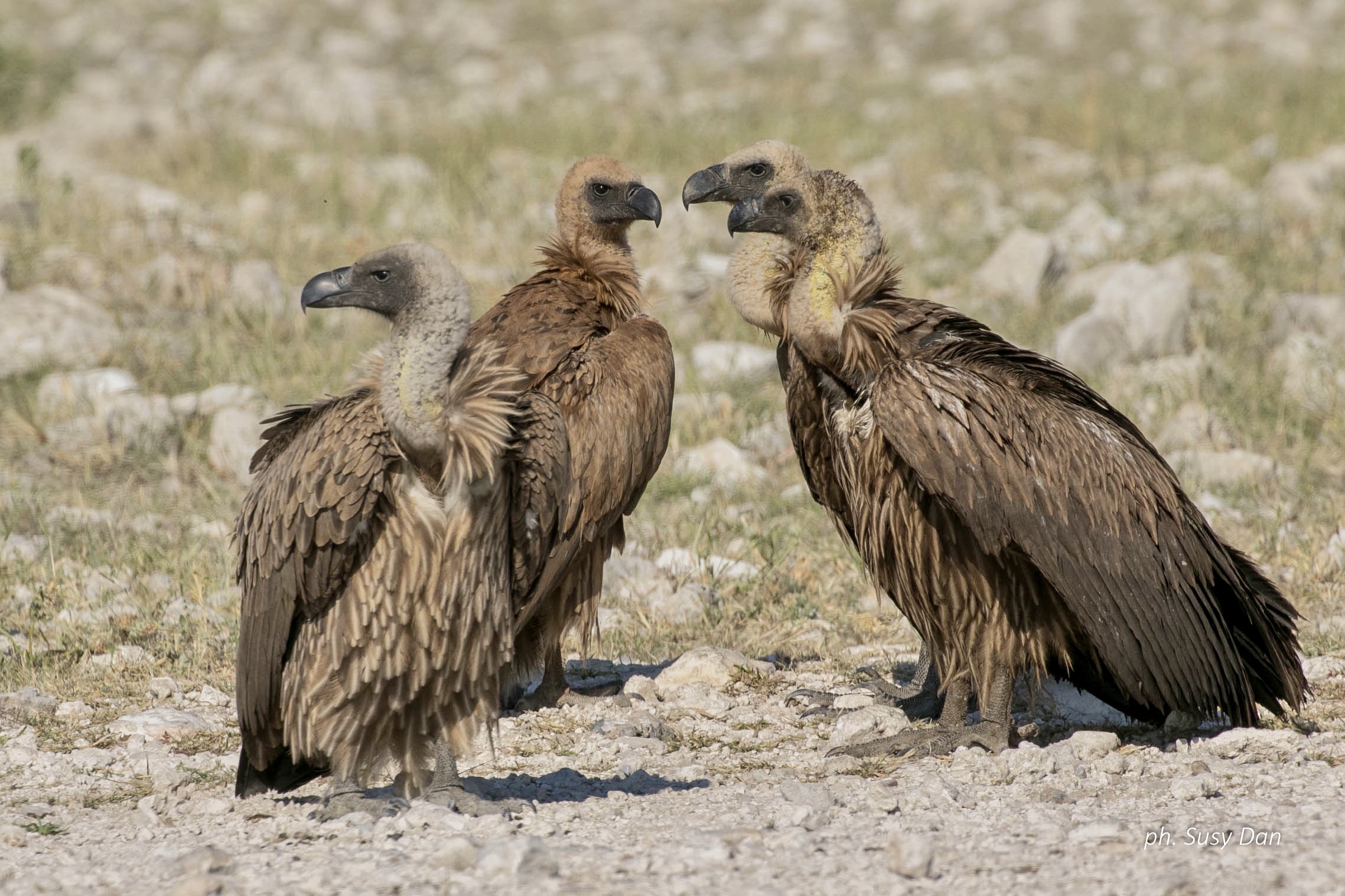 Four friends at the bar