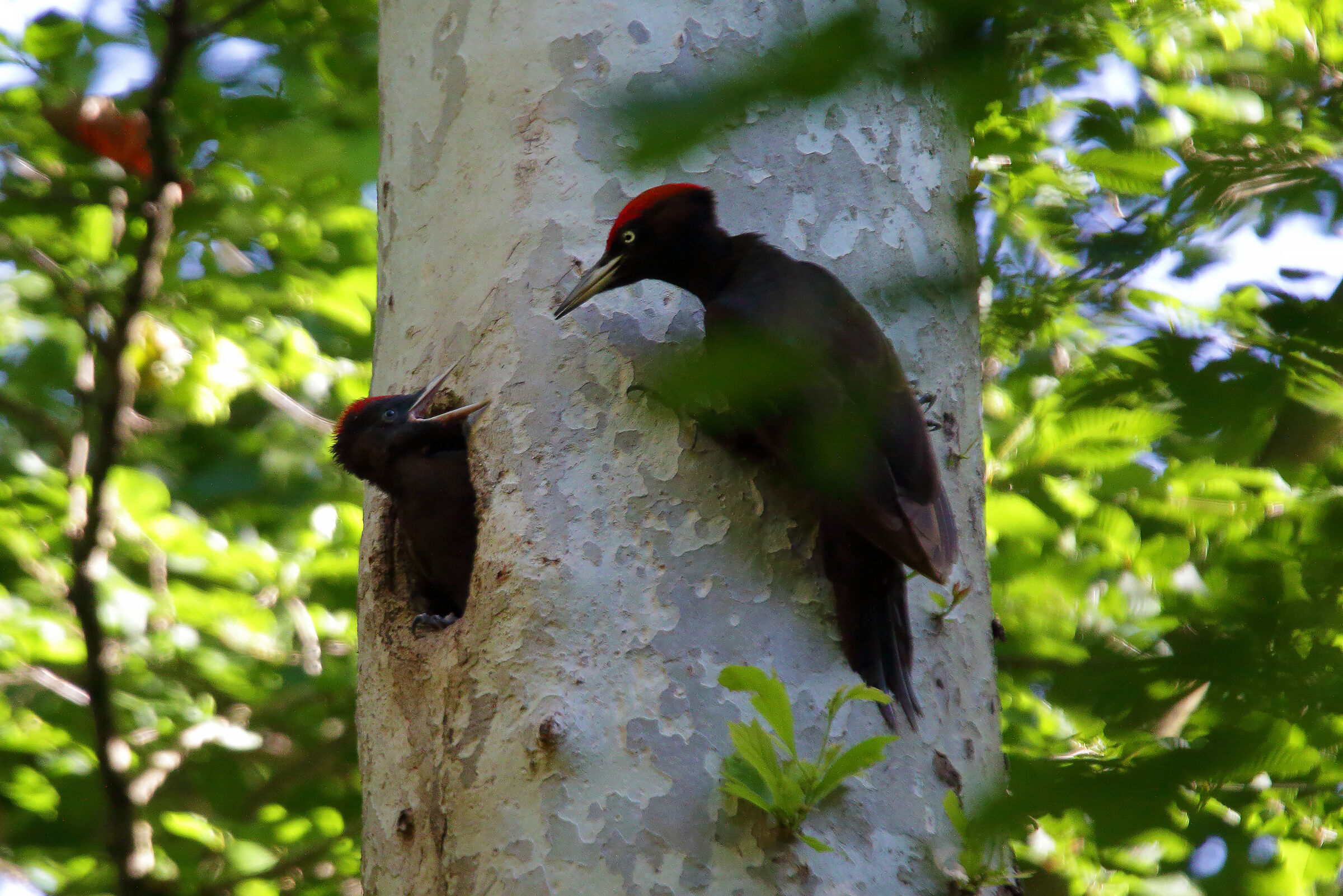 il pullo richiede...