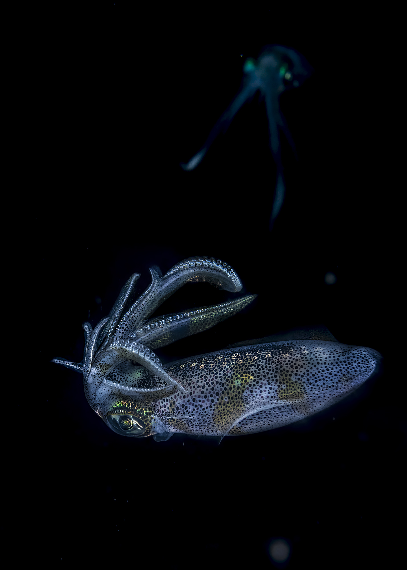 Reef squid Sepioteuthis lessoniana