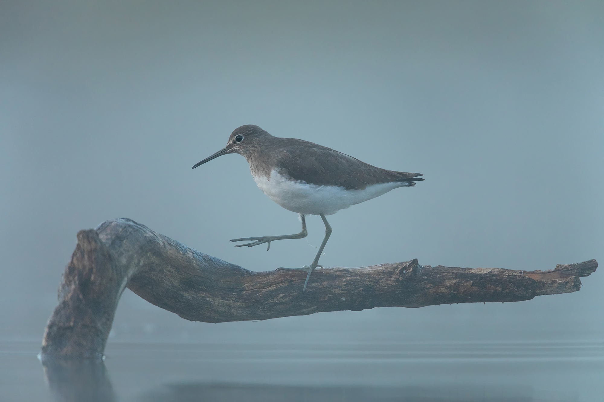 pyro pyro culbianco.. .. before dawn