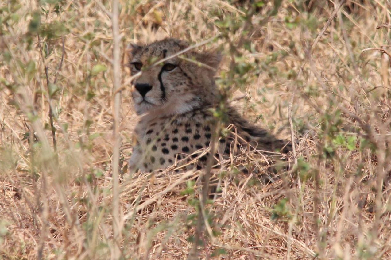 What a surprise ...!!!!