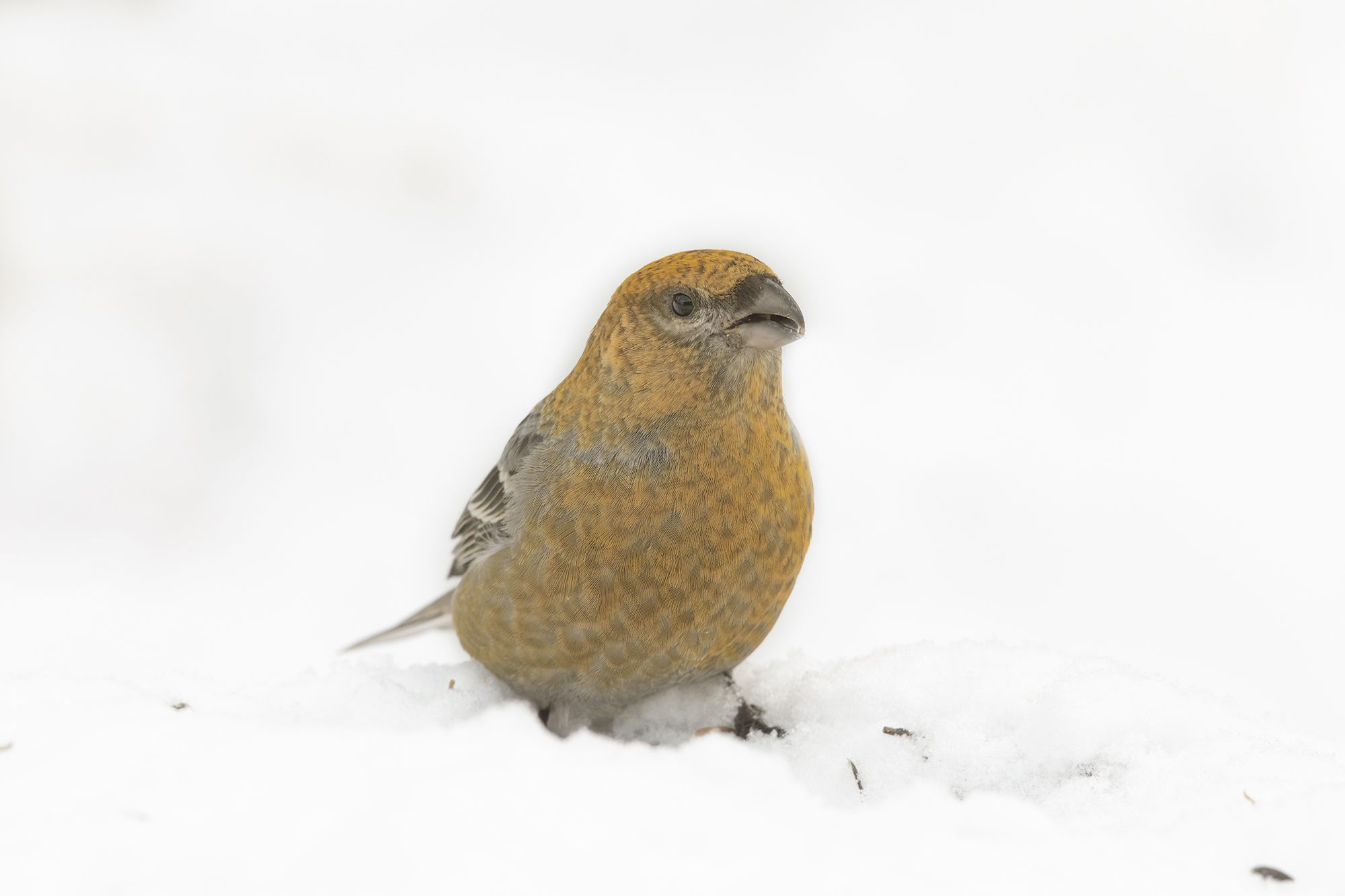 il ciuffolotto delle pinete e la neve