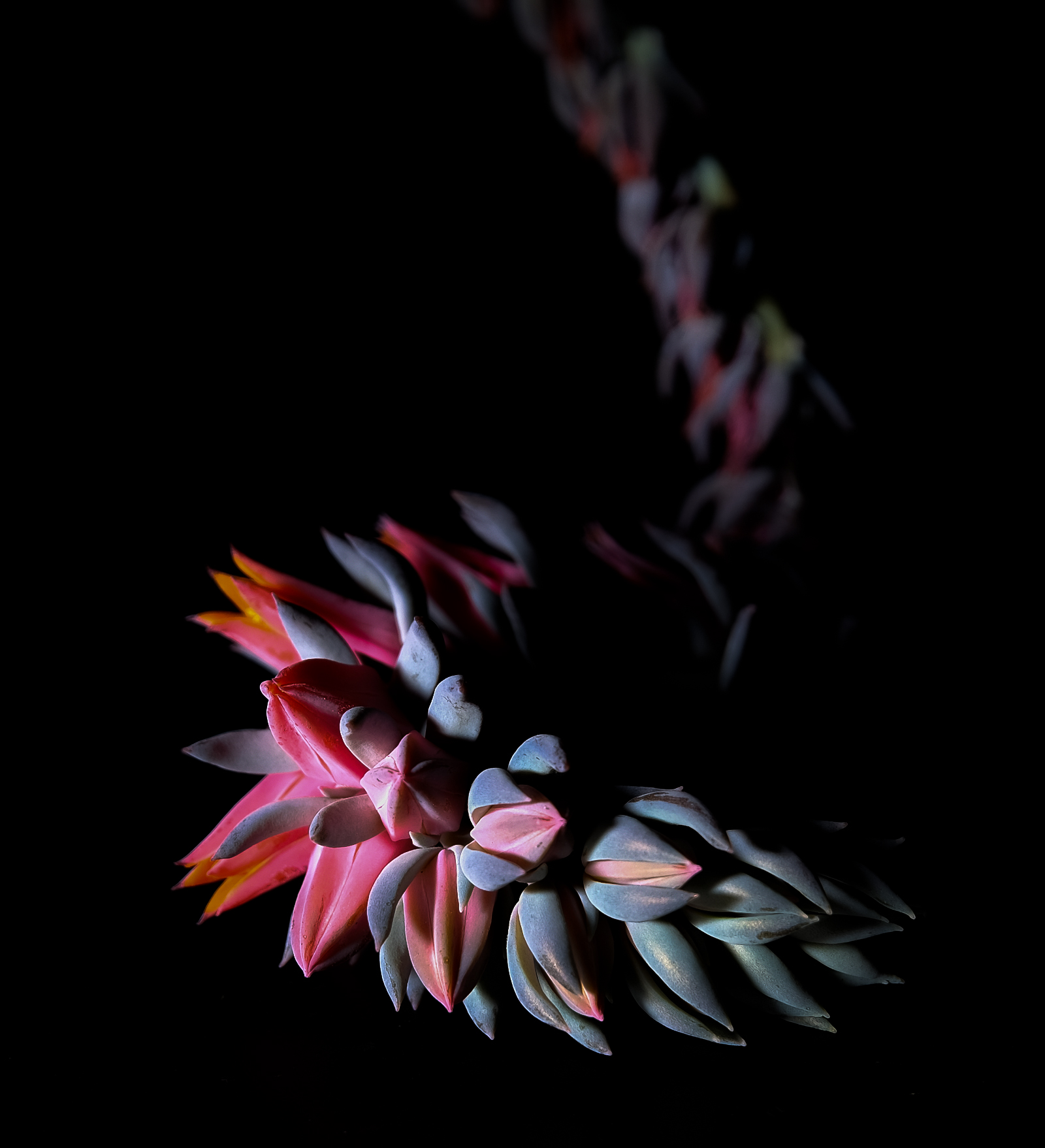 Echeveria Shaviana