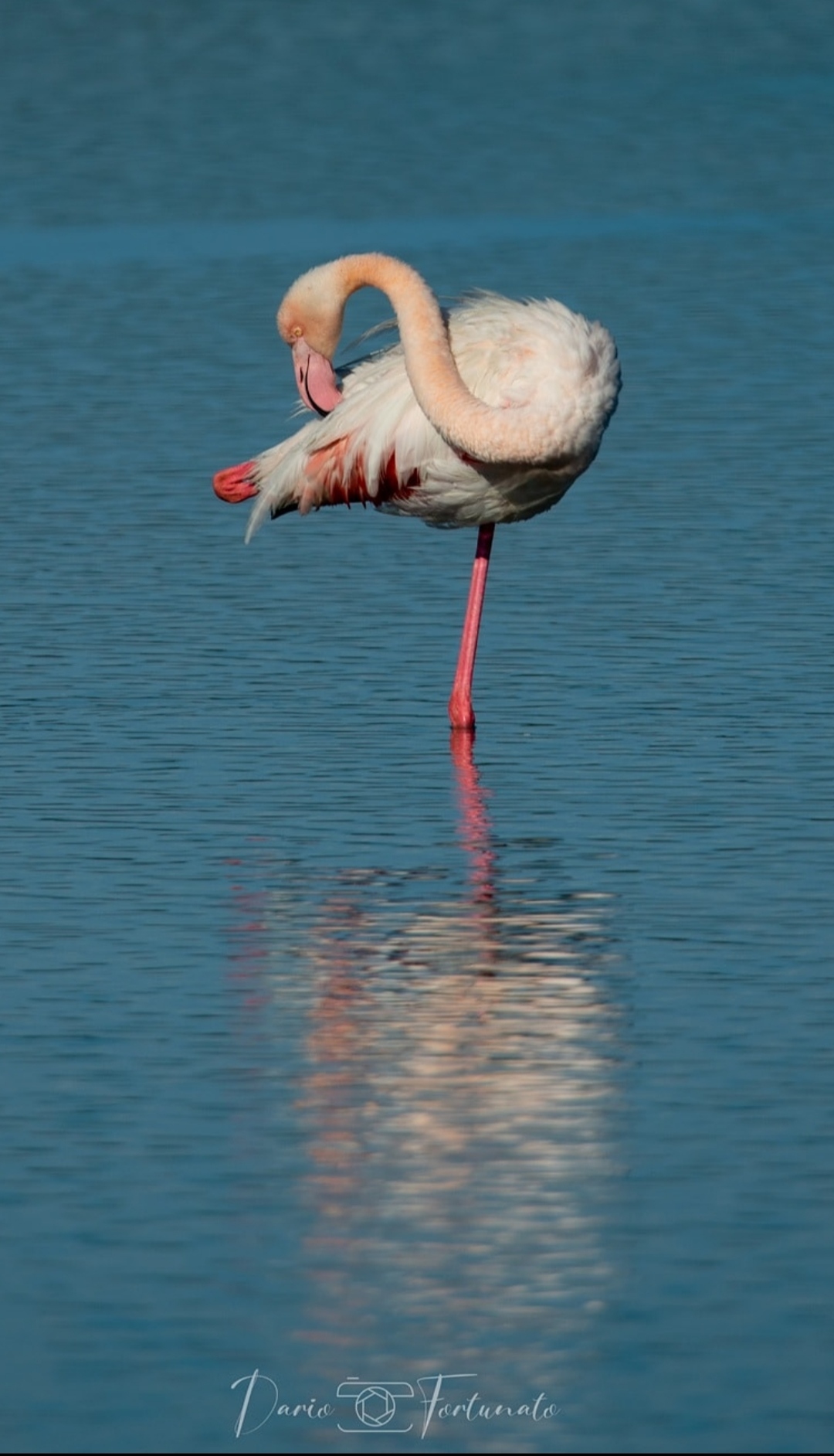 Fenicottero a riposo