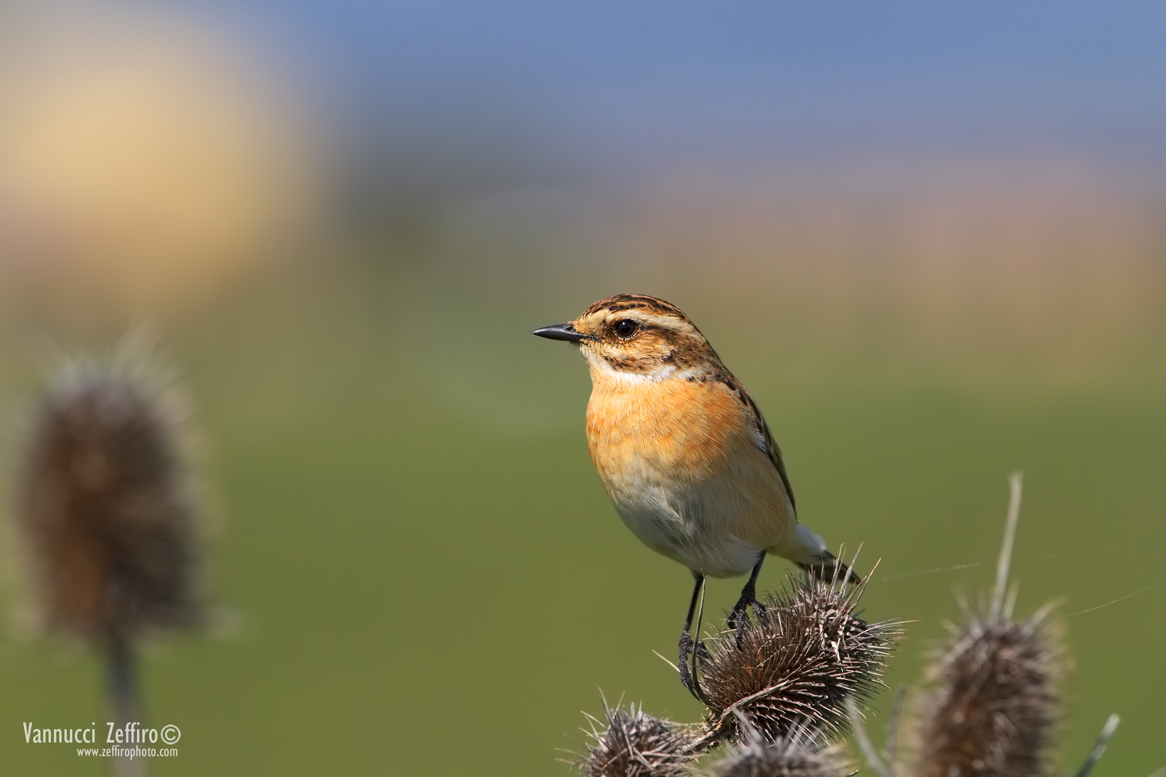 Whinchat