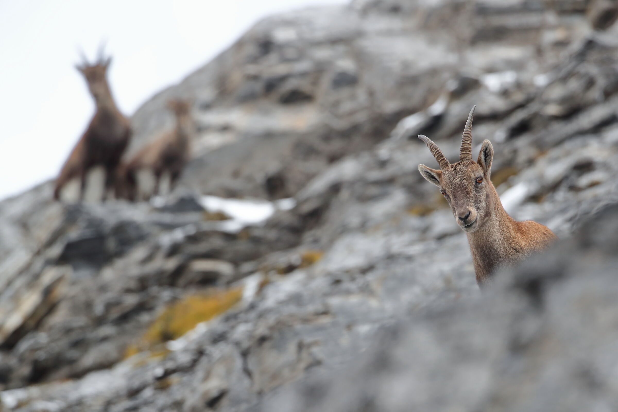 Female ibex