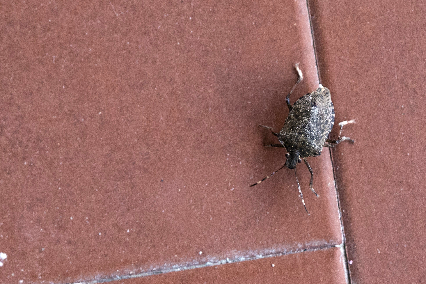 Invasi dalle cimici...Liguria de Levante